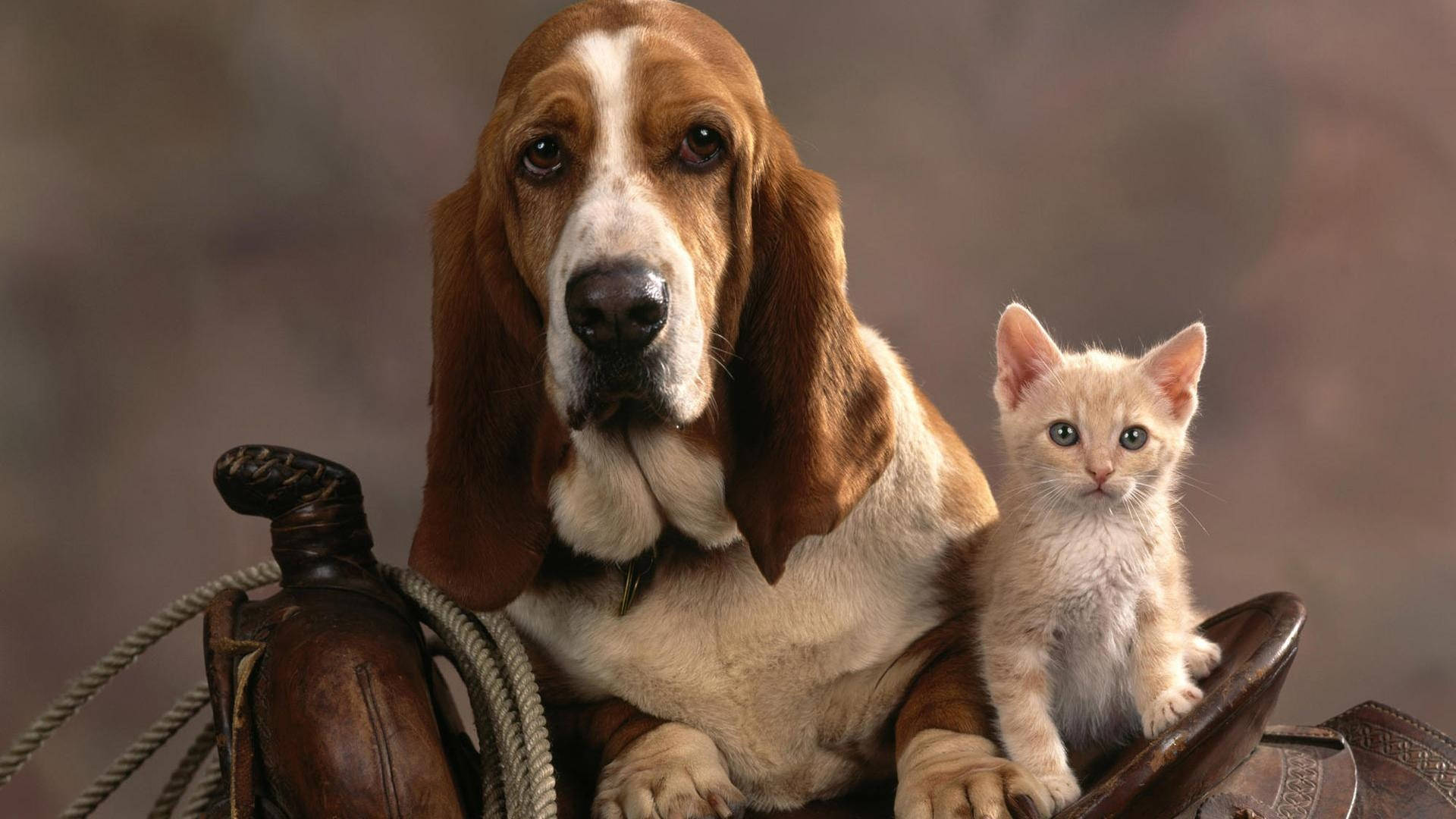 Cat And Dog On Saddle Wallpaper