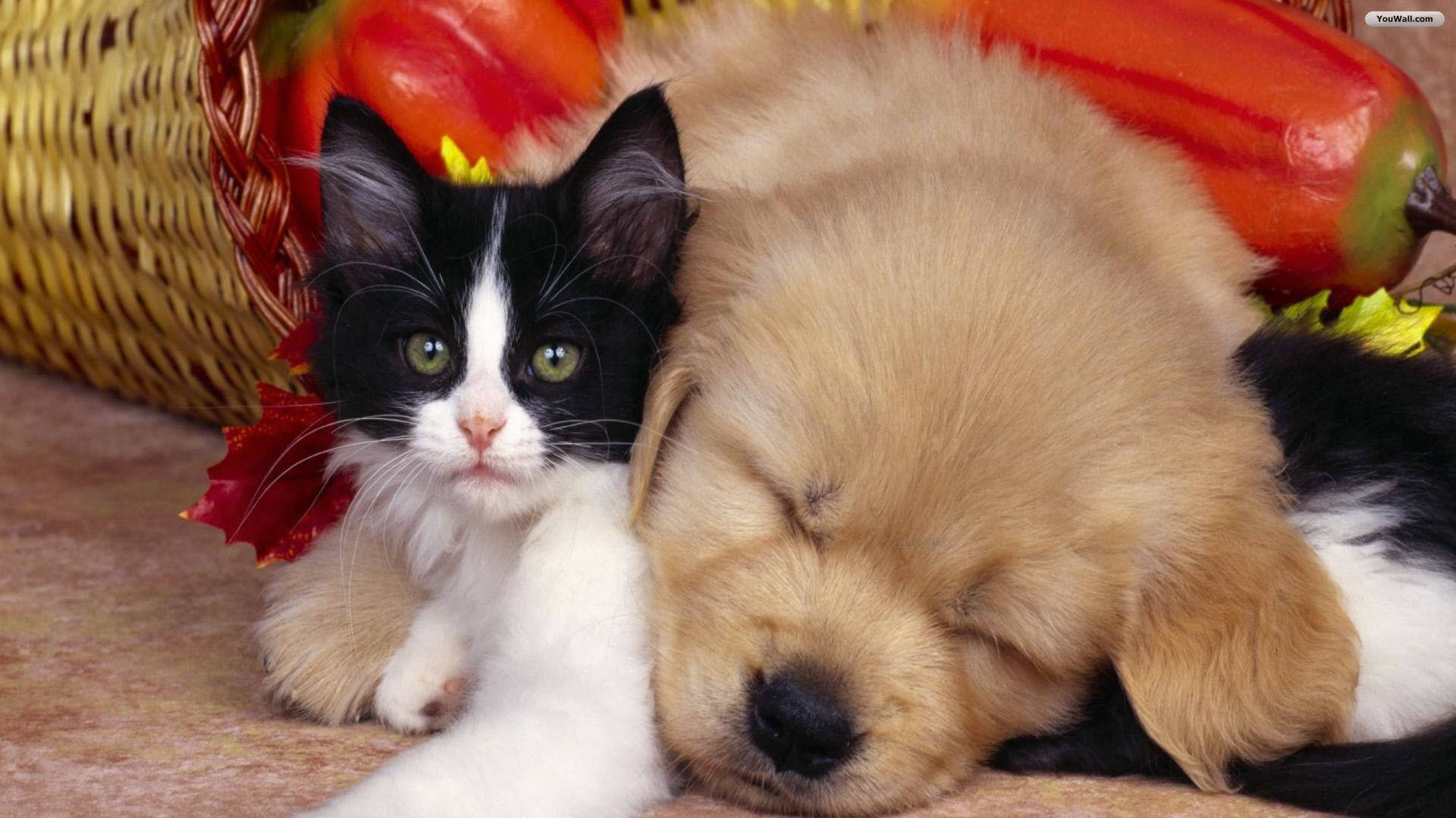 Katt og hund oven på hinanden Wallpaper