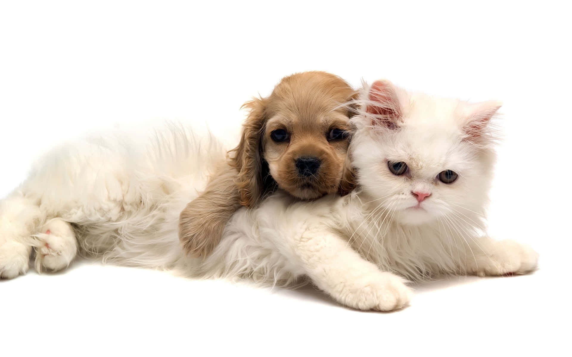 Cat And Dog Pictures