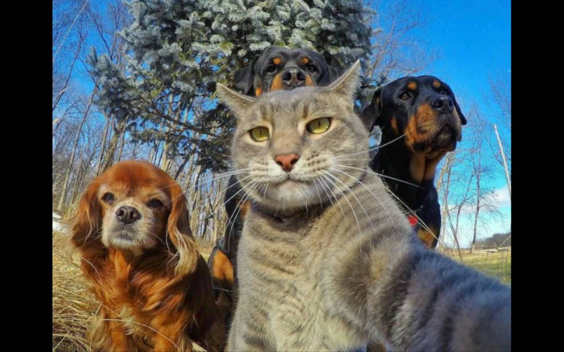 Cat And Dog Selfie Wallpaper