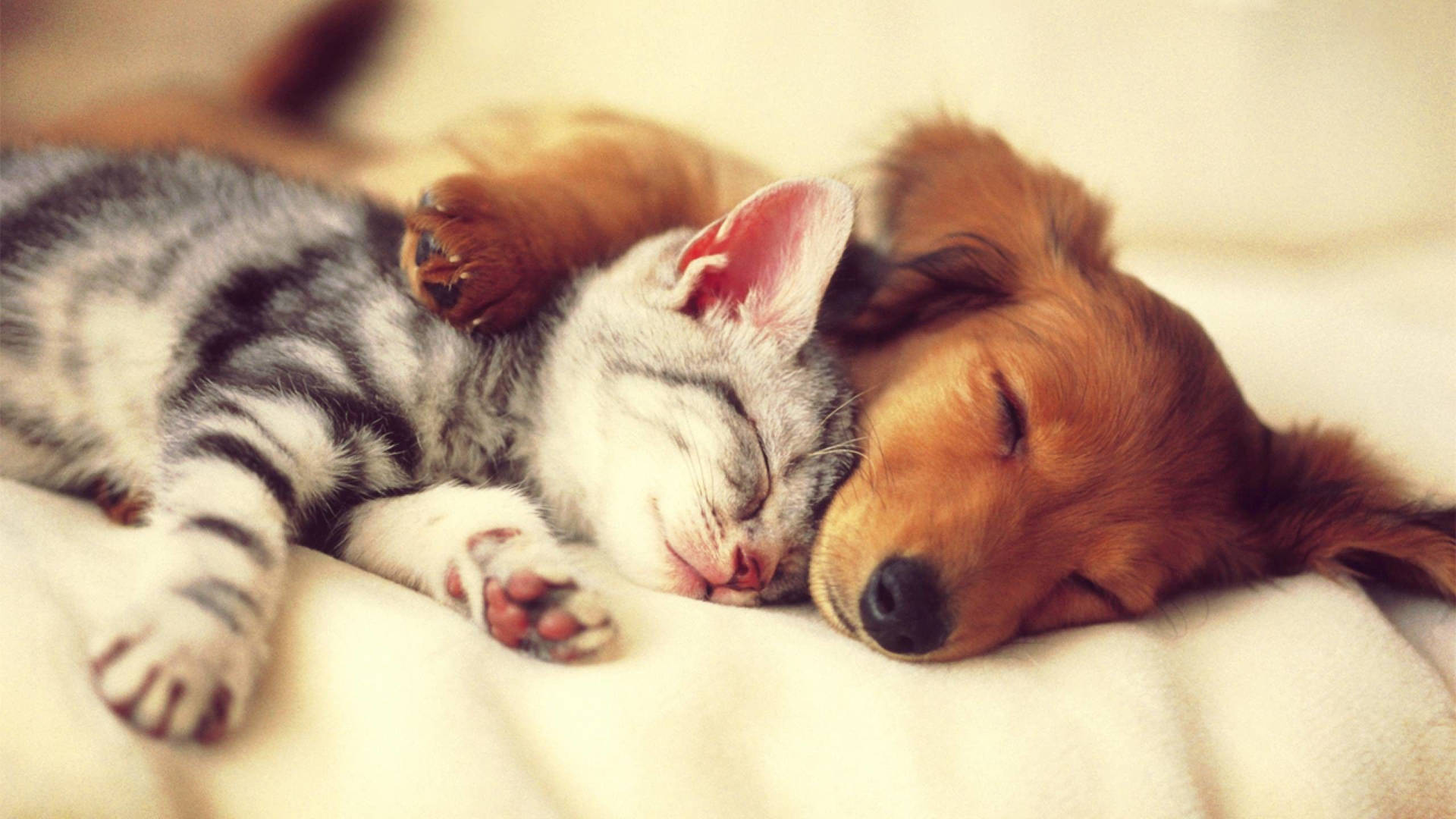 Gatoe Cachorro Dormindo Juntos. Papel de Parede