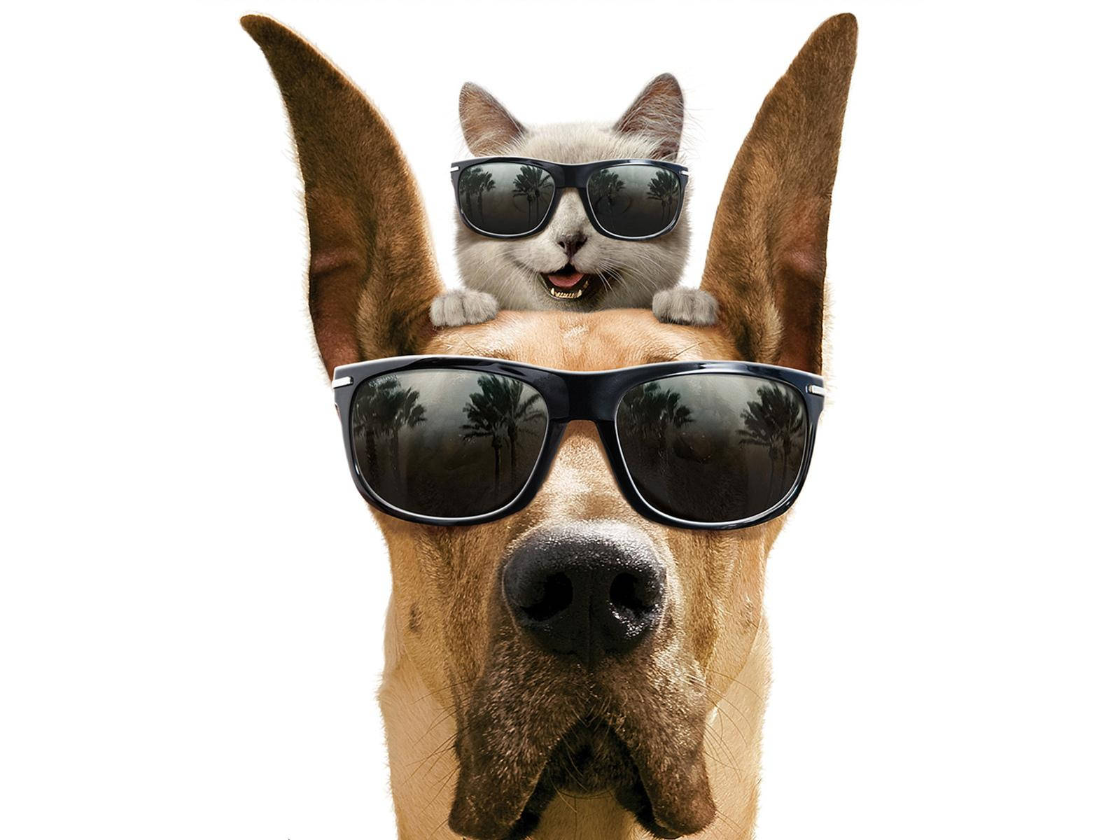 Gatoy Perro Usando Gafas De Sol. Fondo de pantalla