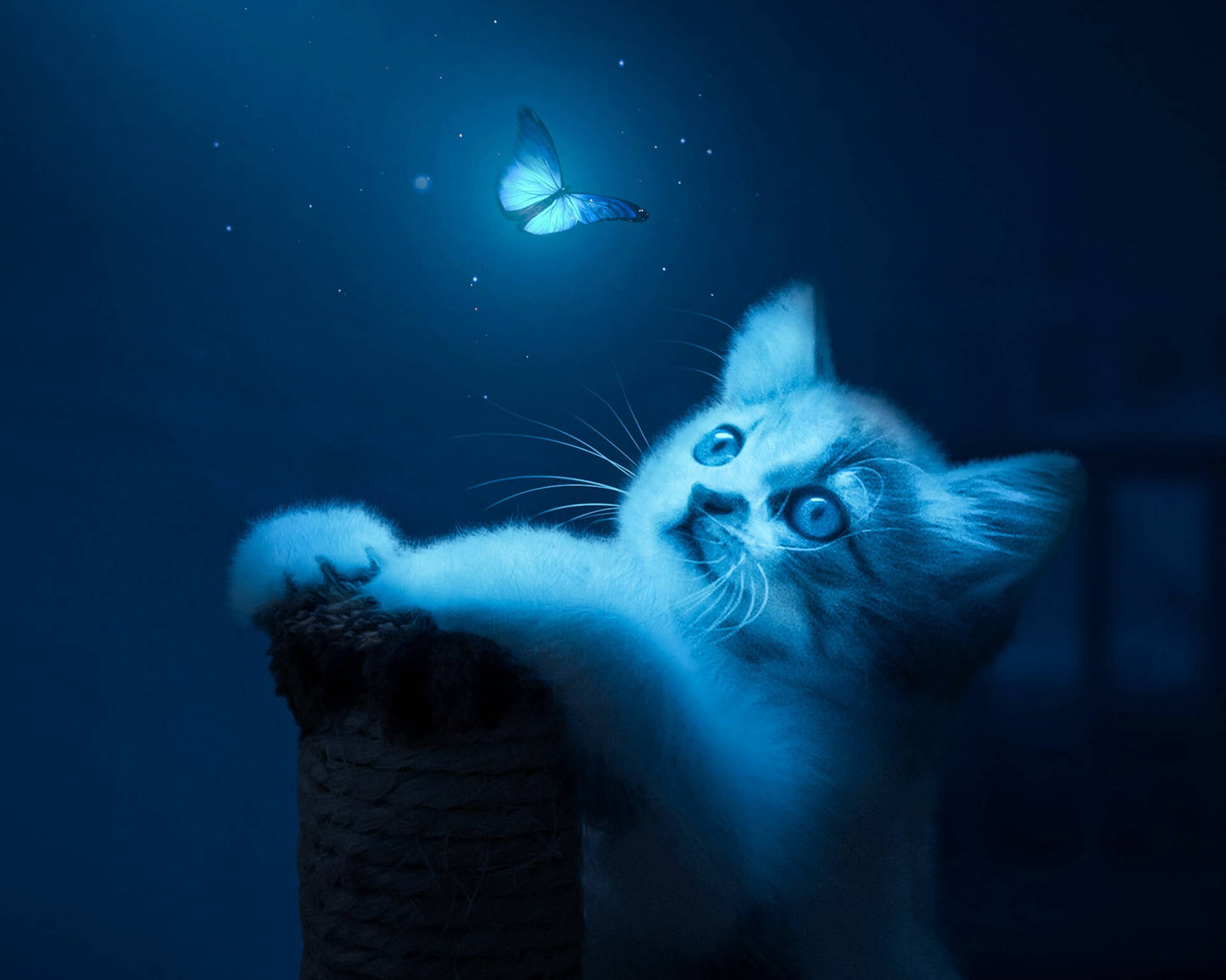 Cat And Night Butterfly Wallpaper