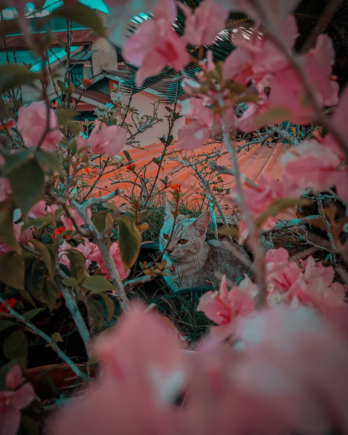 Cat And Pink Bunga Wallpaper