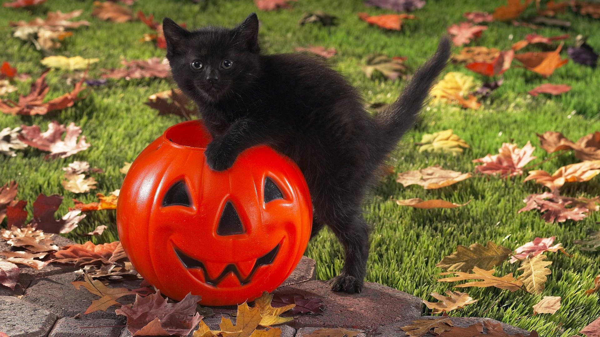 Cat And Pumpkin Cute Halloween Desktop Wallpaper
