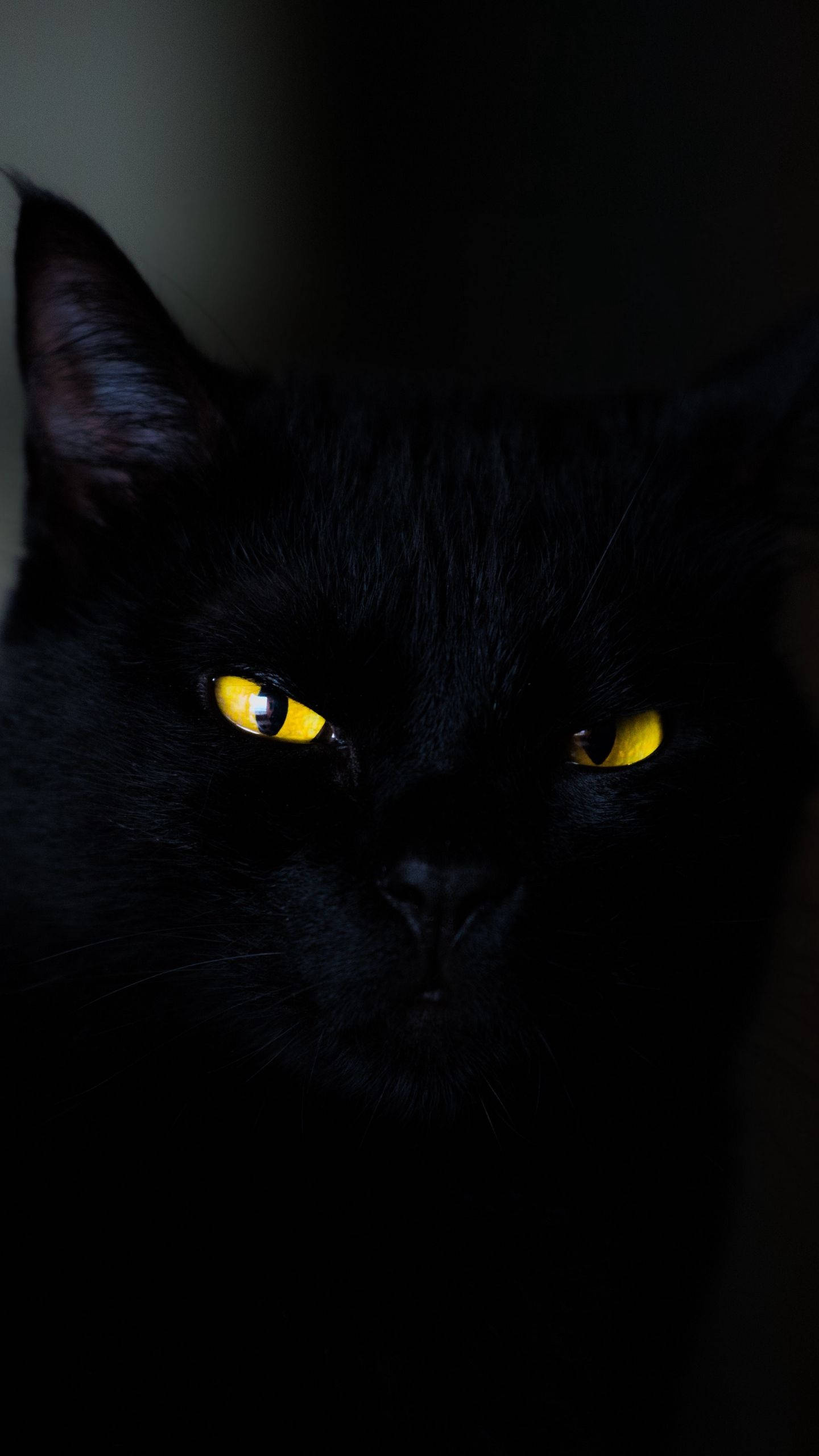 Download Cat Black Iphone 6 Plus Wallpaper 