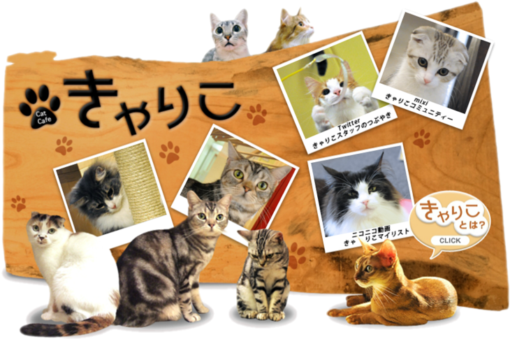 Cat Cafe Collage Japan PNG