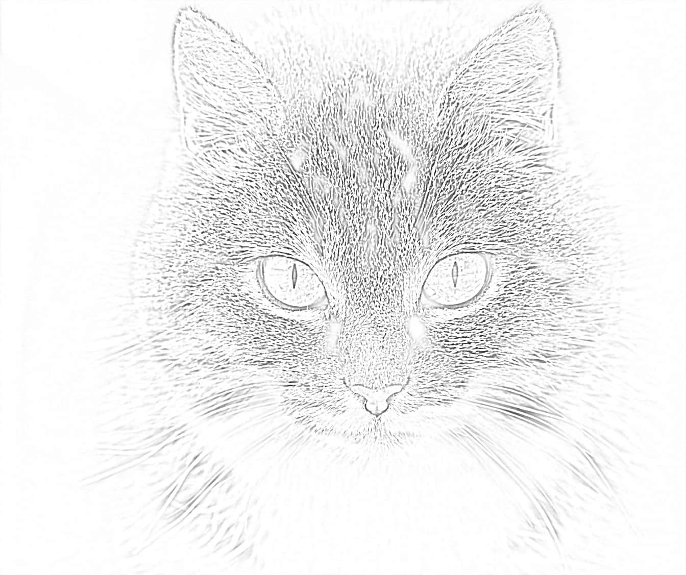 Siamese Cat Coloring Pictures