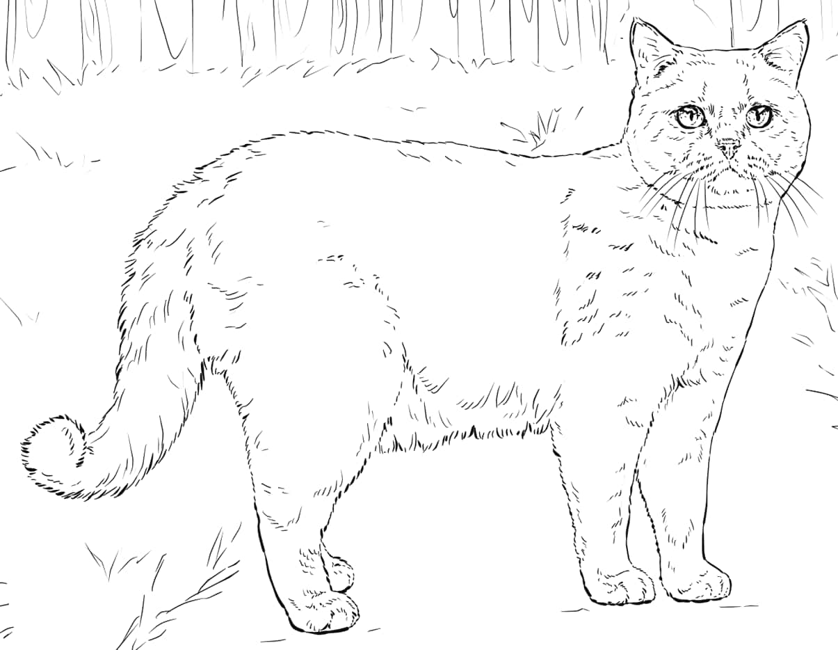 Large House Cat Coloring Page Pictures