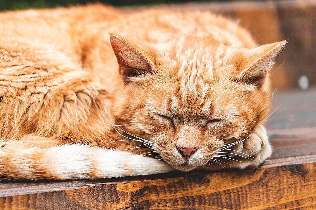 Cat Computer Adult Ginger Sleeping Background