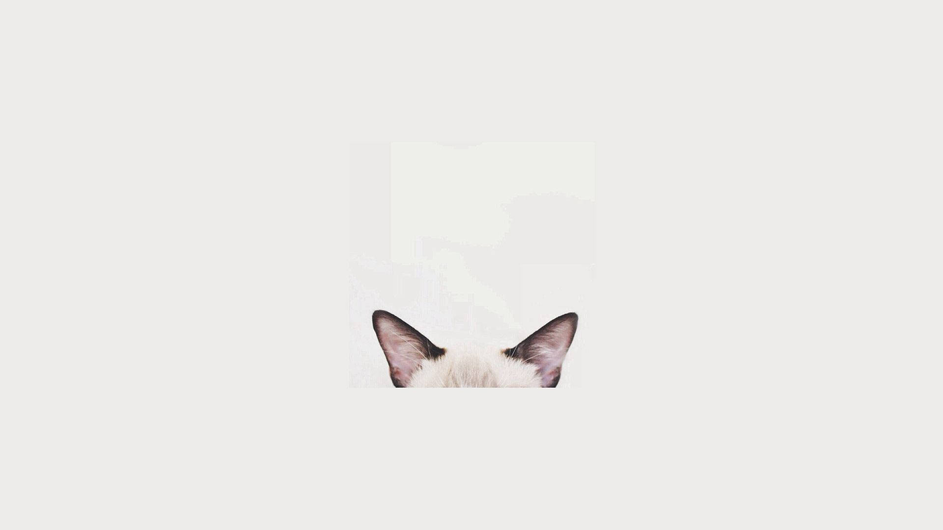 Cat Computer Ears Wallpaper