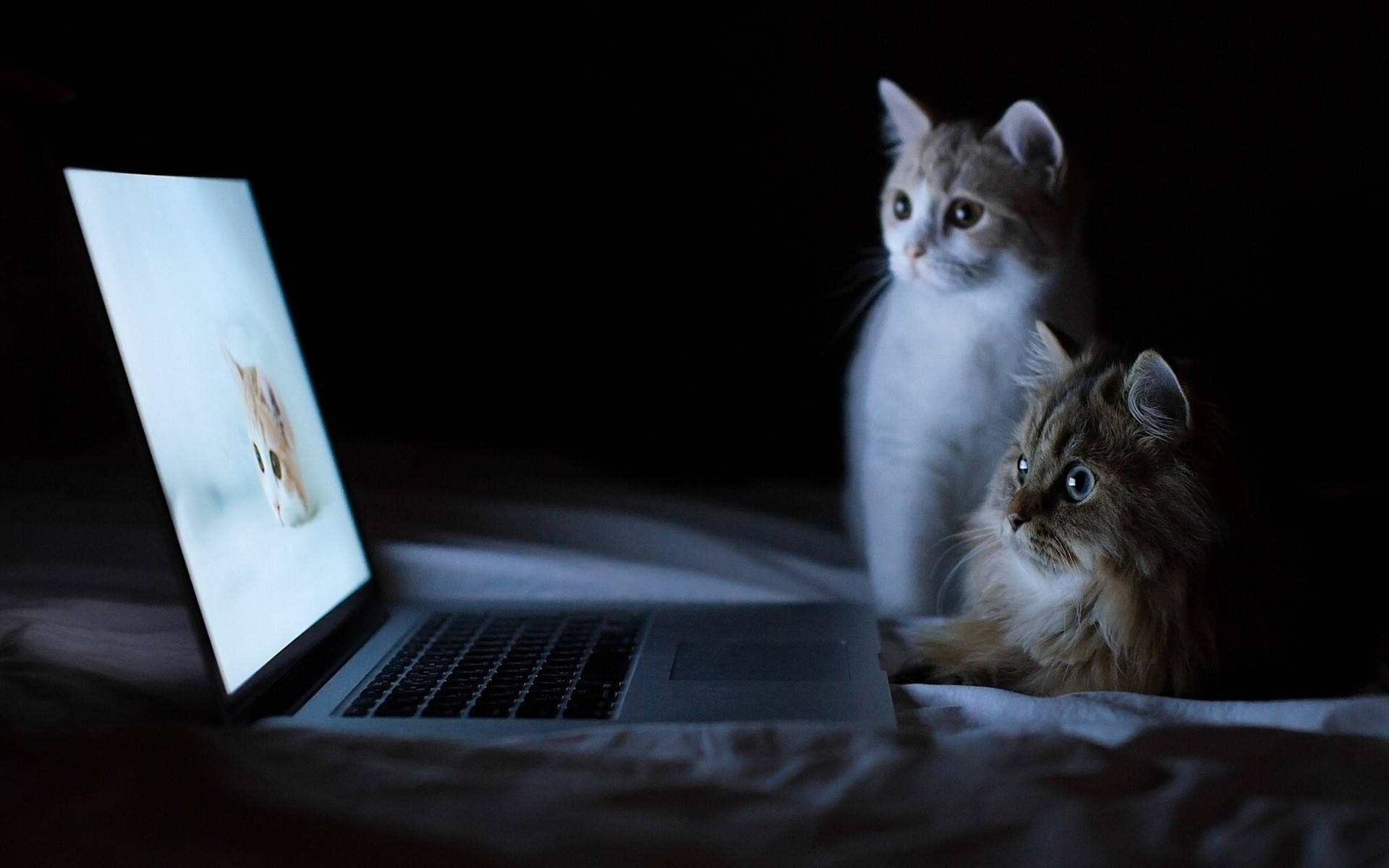 Cat Computer Watching Wallpaper