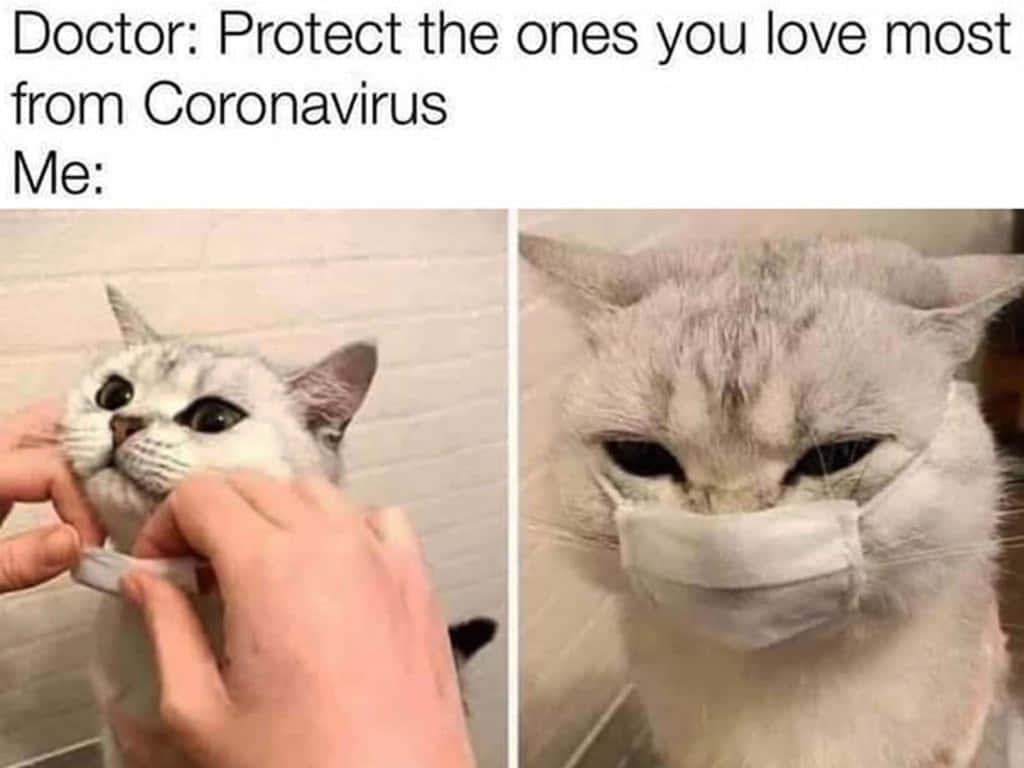 Cat Coronavirus Funny Meme Background