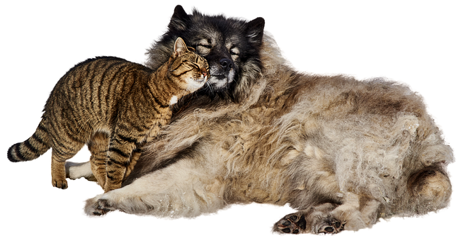 Cat_ Cuddling_ With_ Sleeping_ Dog PNG