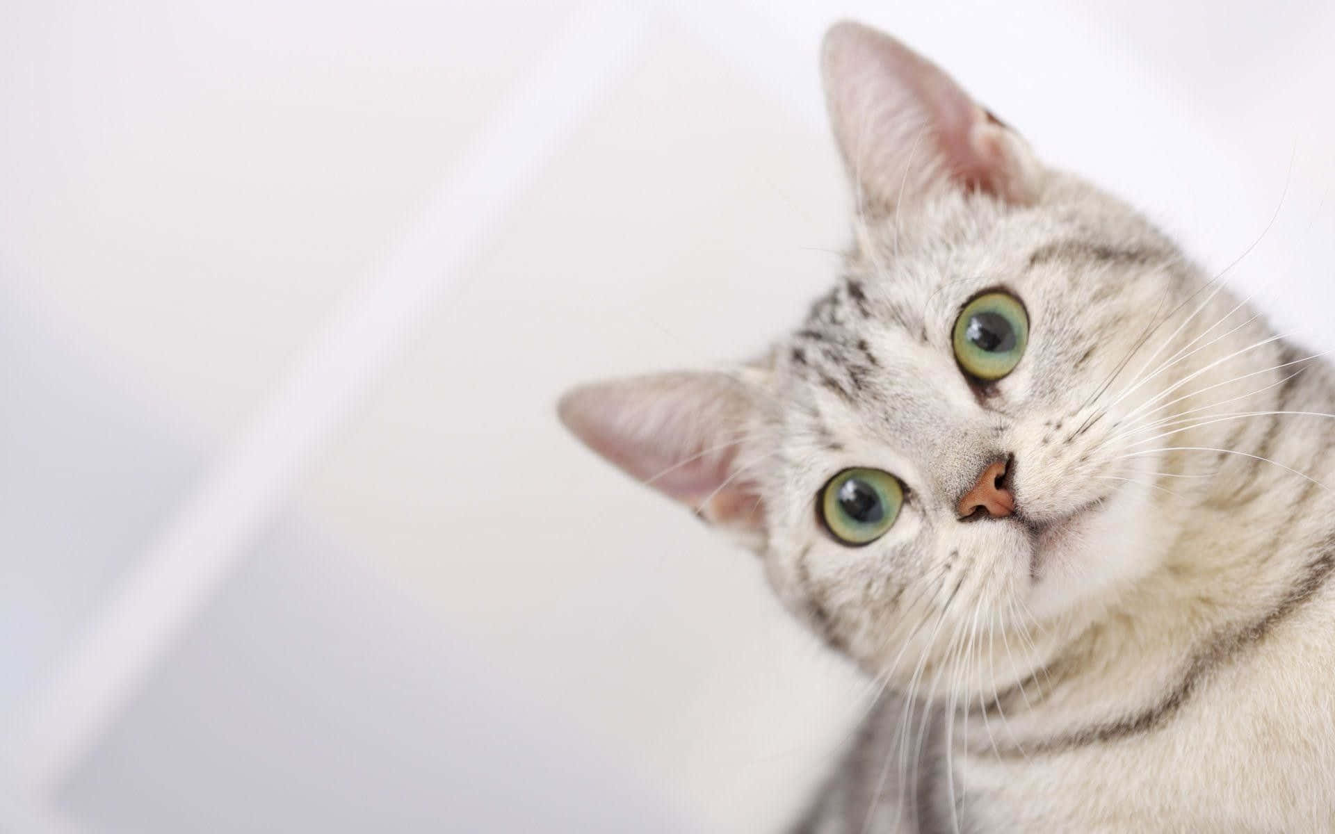 Experience the Cuteness of a Cat Wallpaper