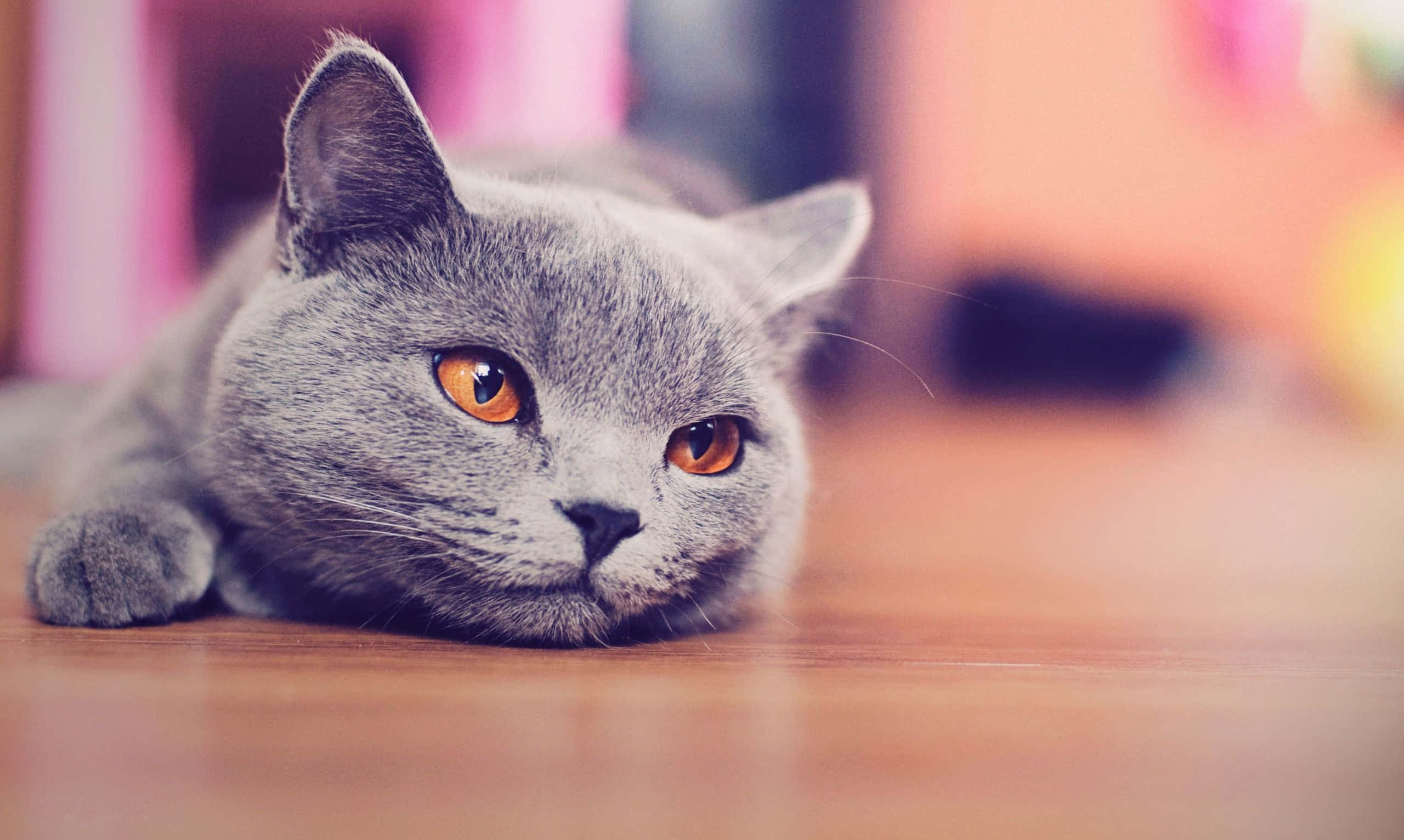 Adorable Cat Peering Out From Behind A Desktop Wallpaper