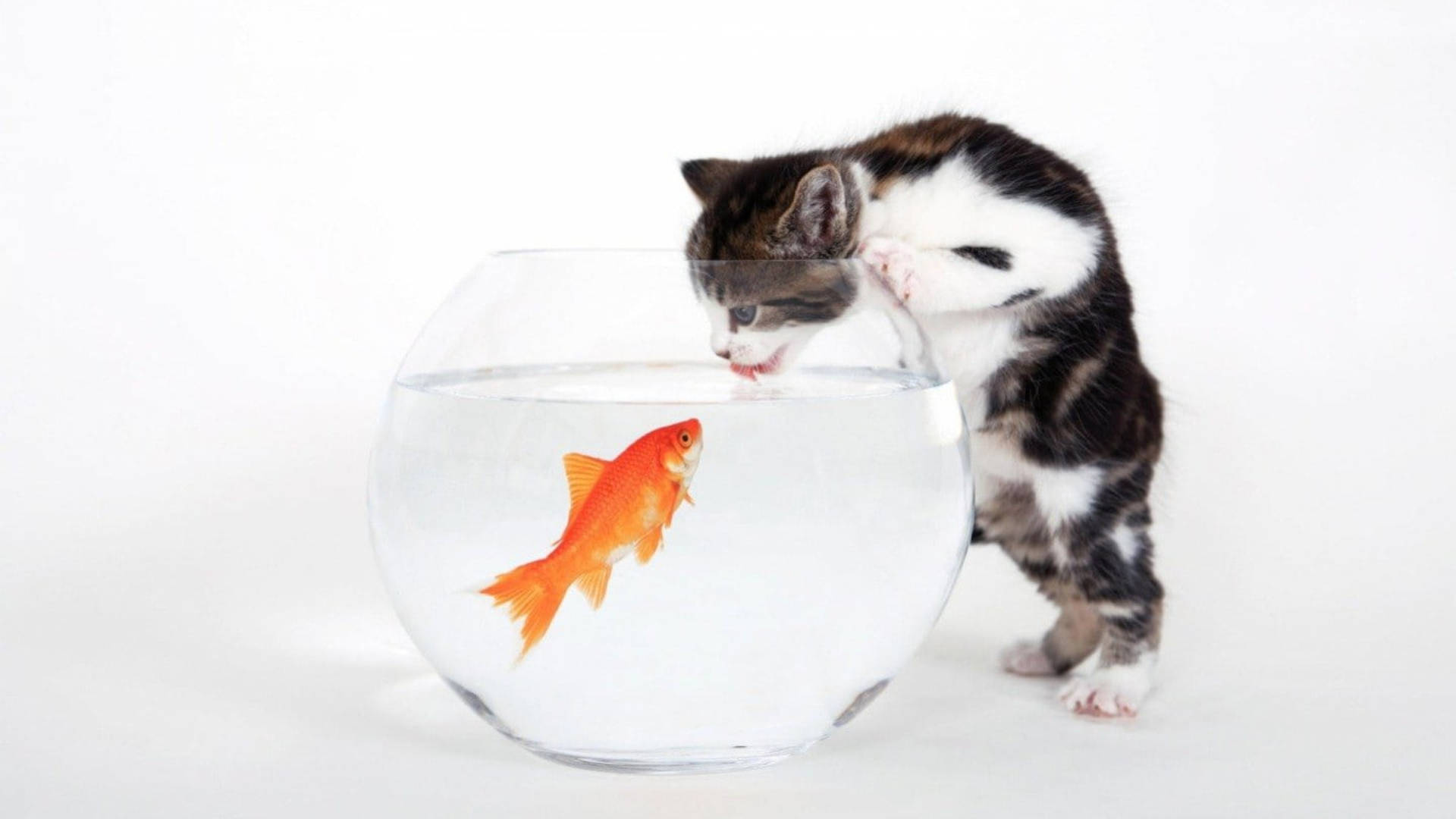 Cat Drinking Water From Fish Bowl Background
