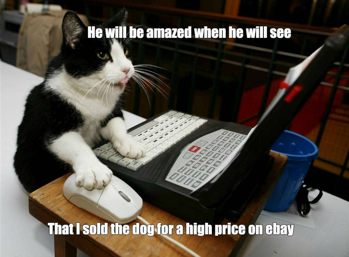Cat Ebay Funny Meme
