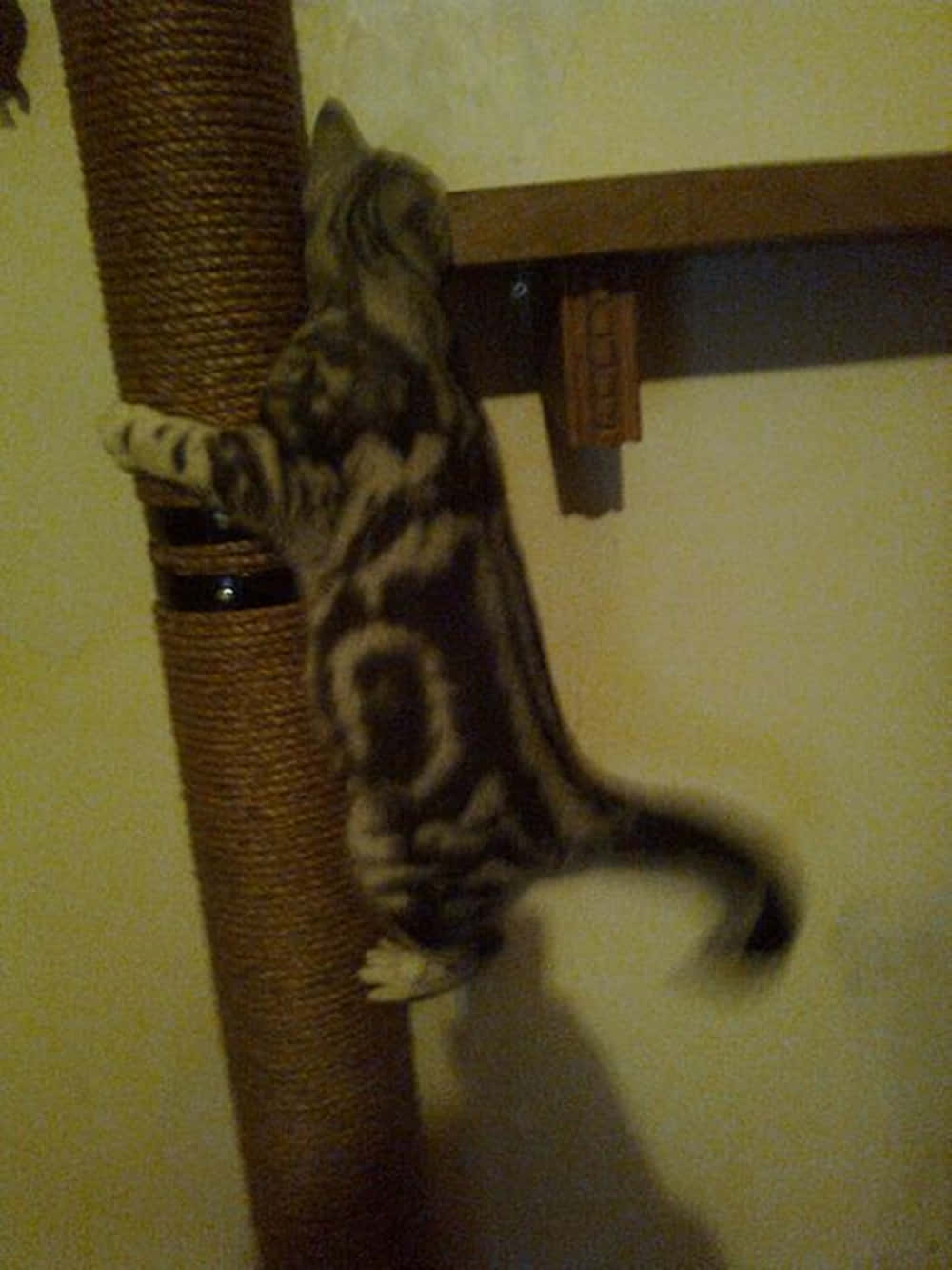 Cat Enjoying A Cat Scratching Post Wallpaper