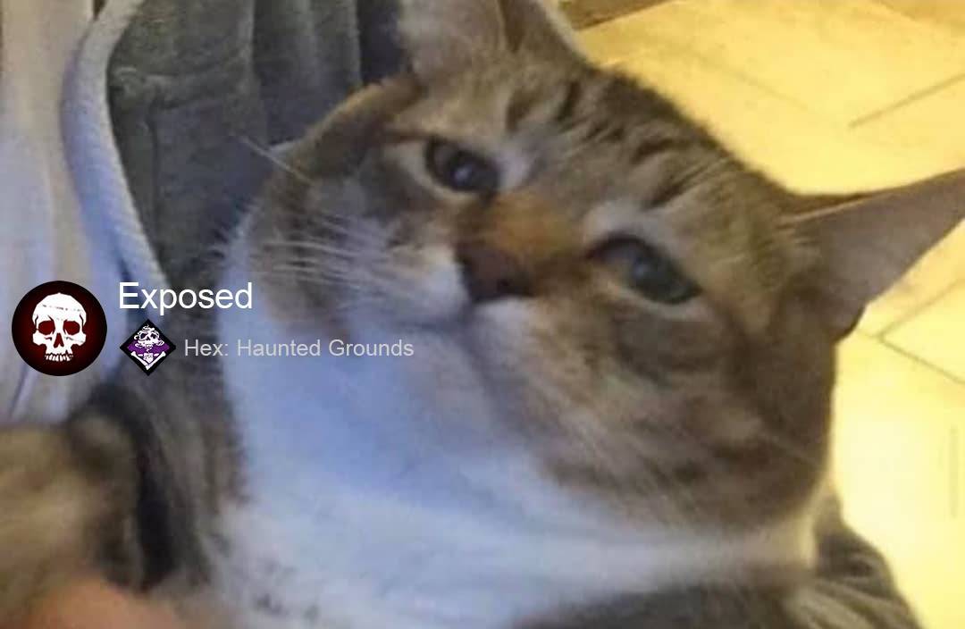 Cat Exposed Meme Pfp Background