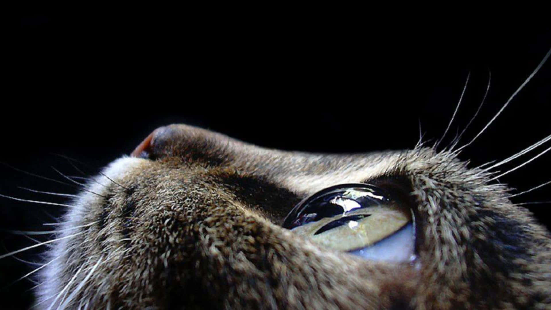Cat Eye Closeup Side Profile Wallpaper