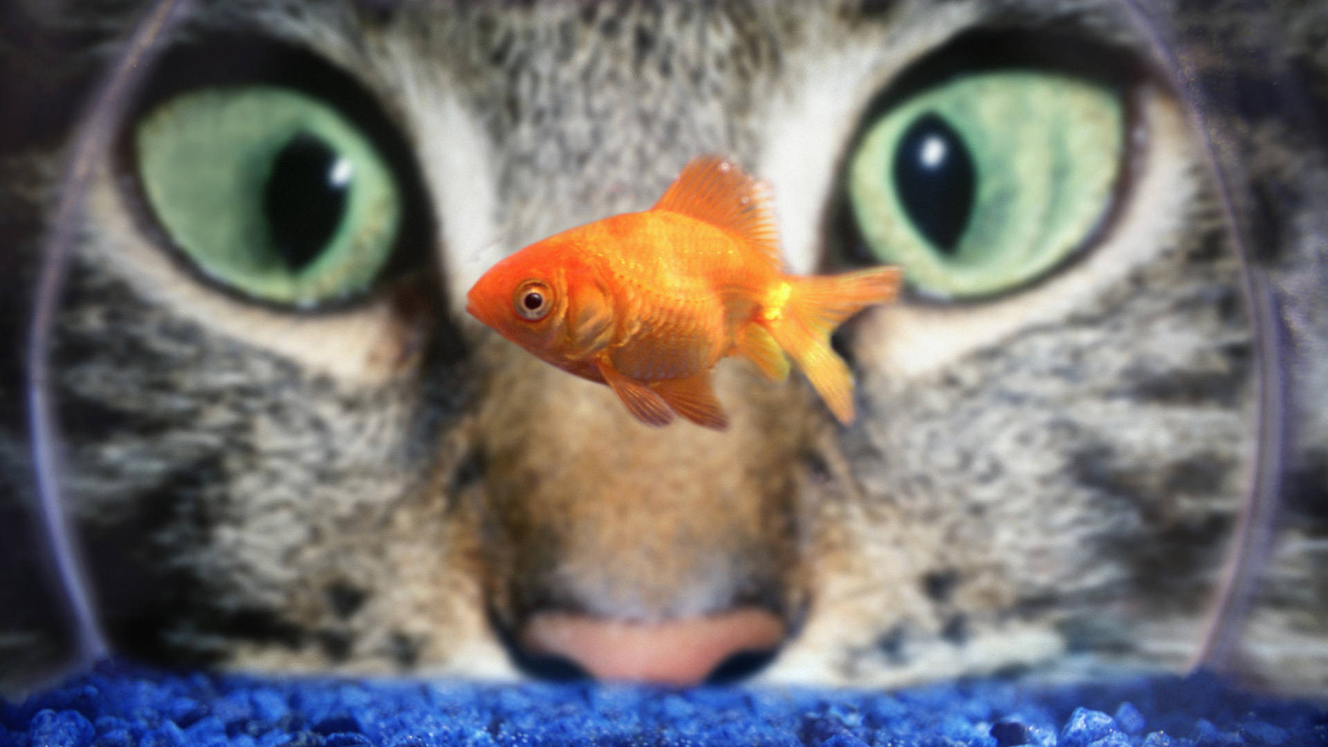 Cat Eyes Goldfish