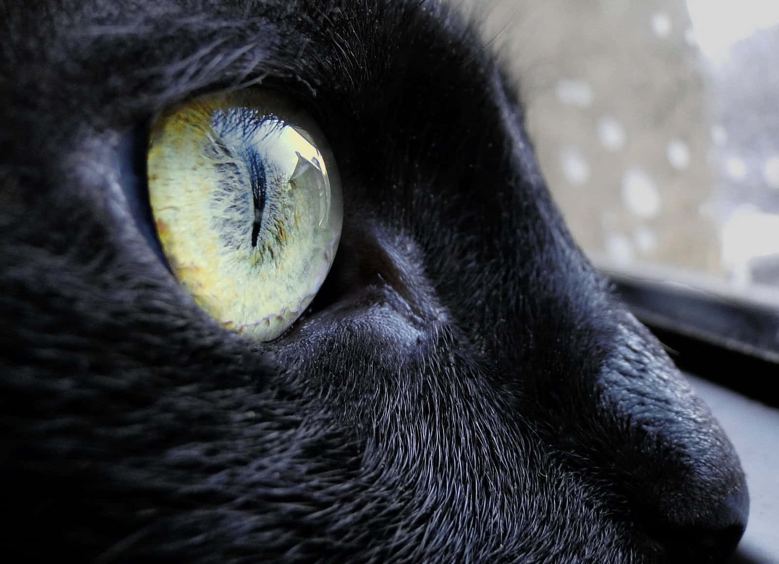 Ilpotere Degli Occhi Di Gatto