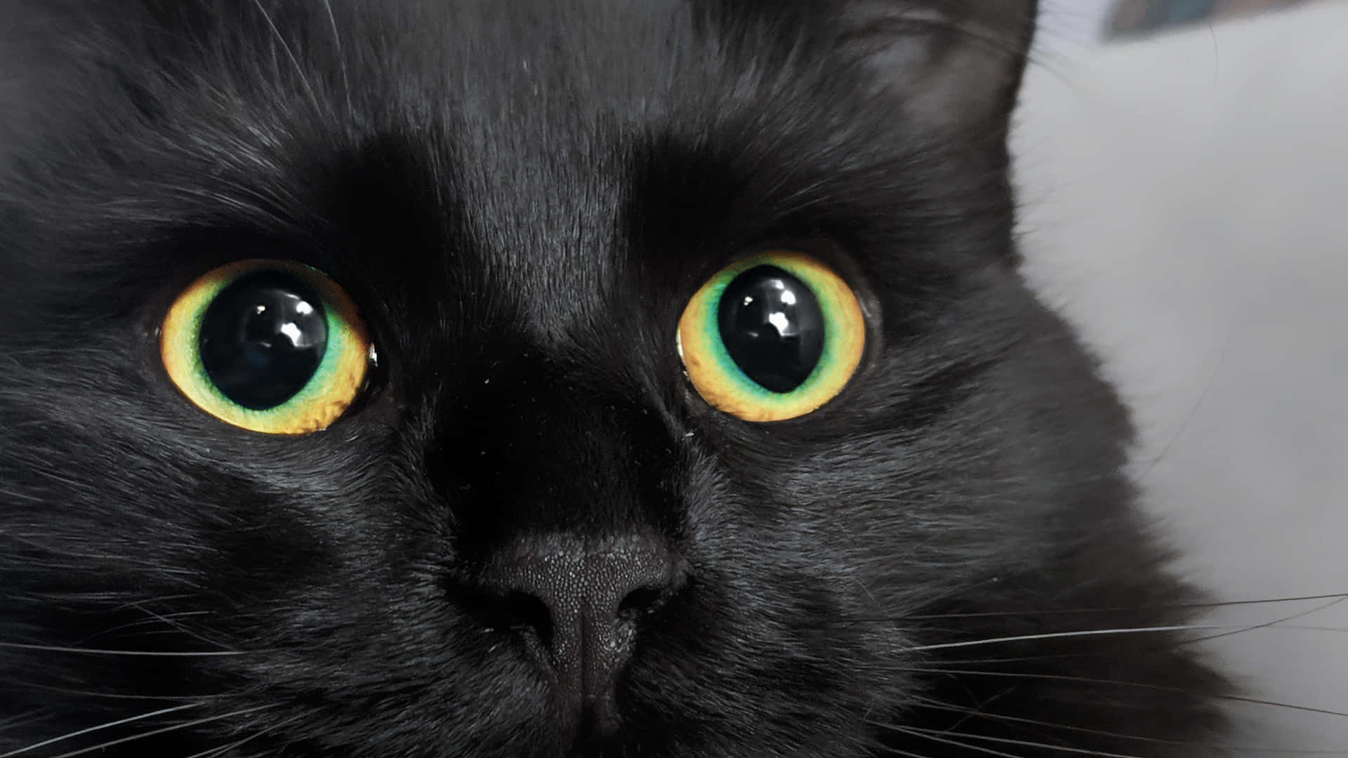 Big, Bright and Beautiful Cat Eyes