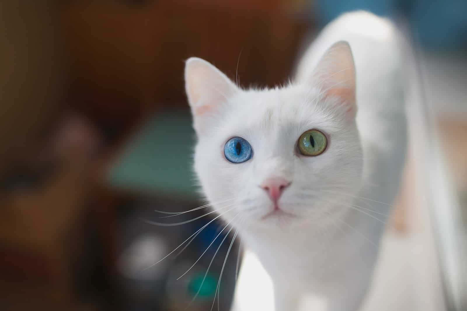 Look Into A Beautiful Pair Of Cat Eyes