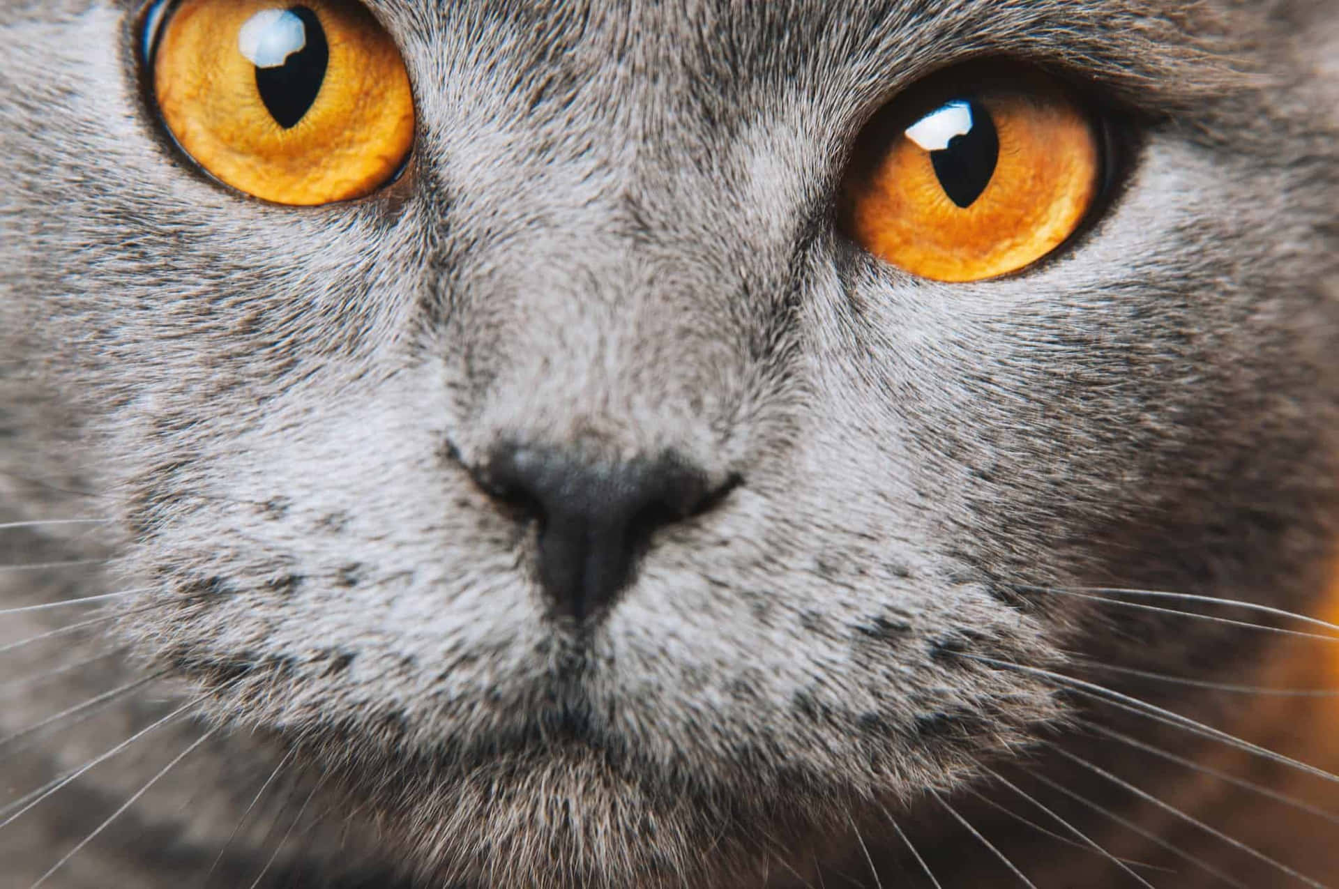 Those Cat Eyes Look Like They're Looking Right into My Soul!