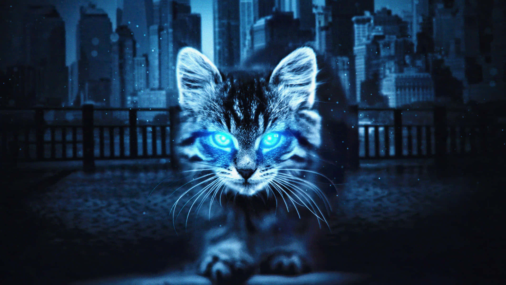 A Cat With Blue Eyes Walking In The Dark