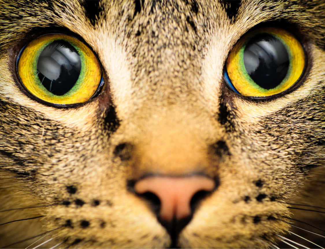 A Cat With Yellow Eyes
