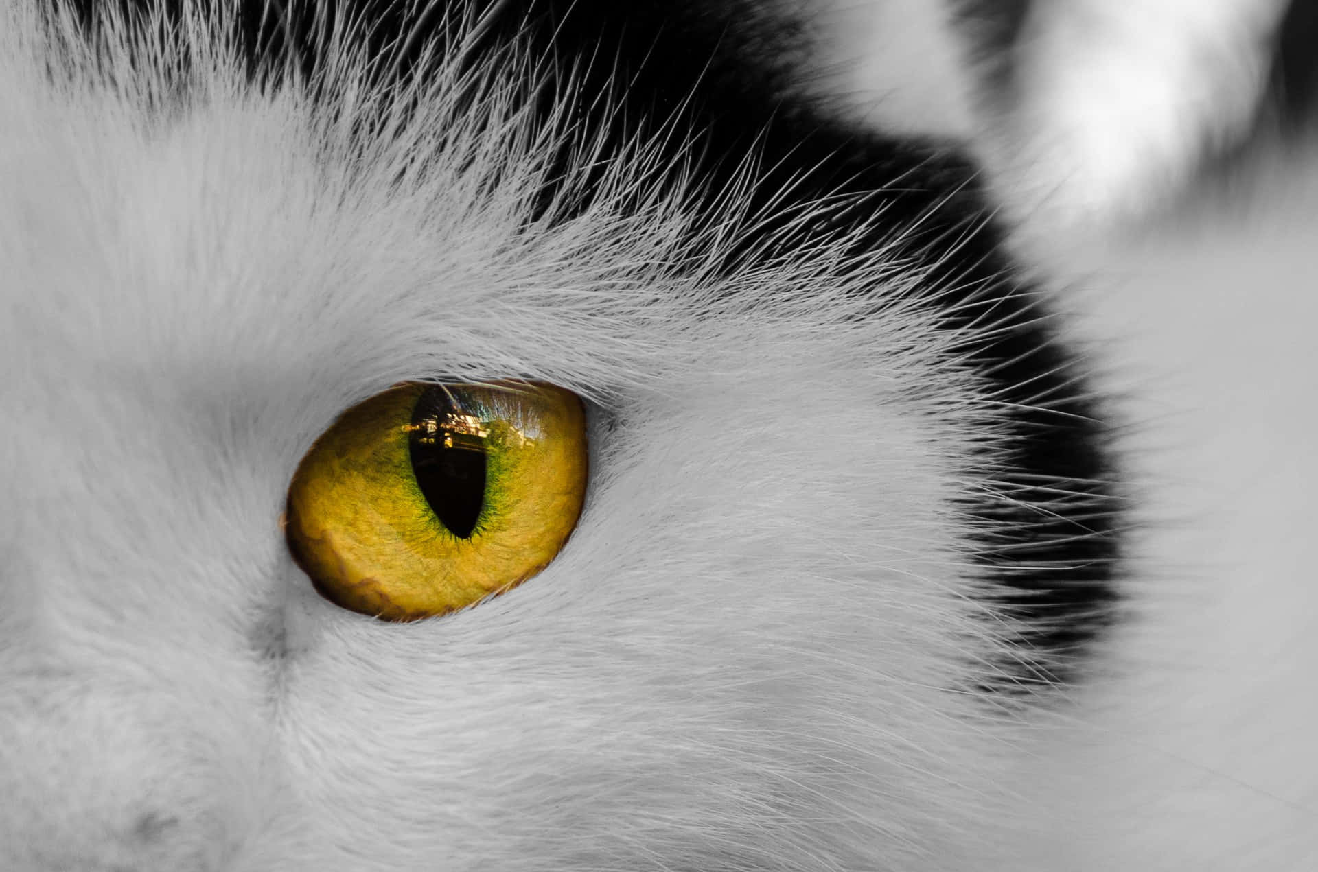 A mesmerizing pair of Cat's Eyes.