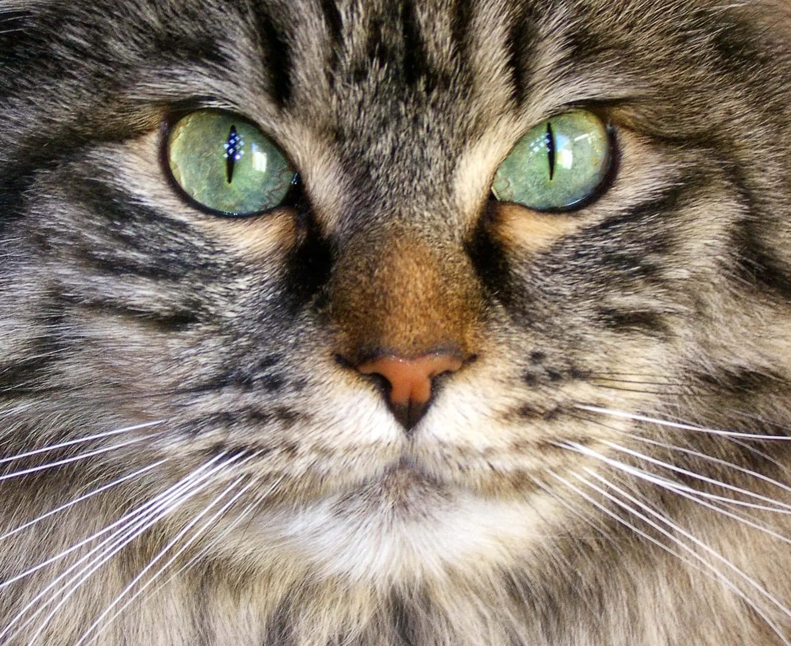 A Close Up Of A Cat With Green Eyes
