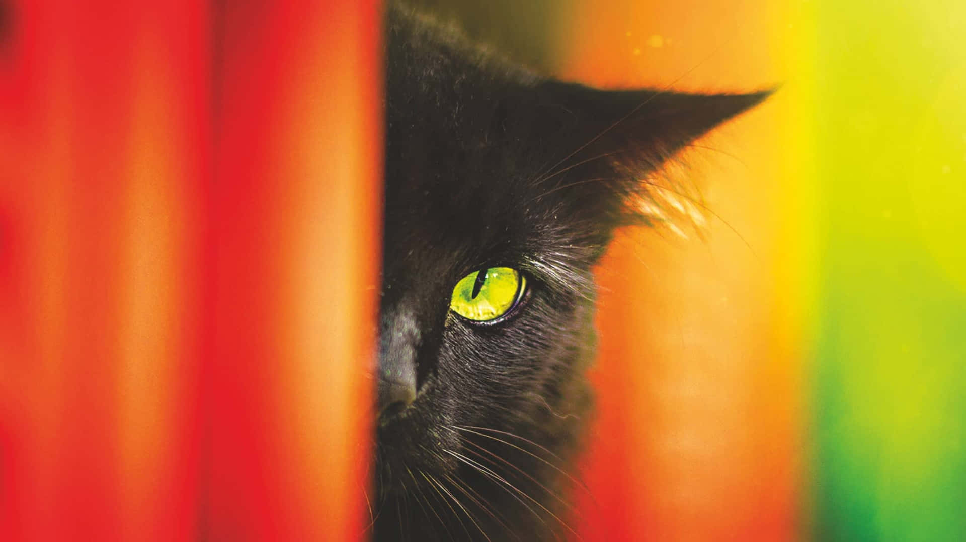 Sbircianegli Occhi Ipnotizzanti Di Un Gatto Curioso