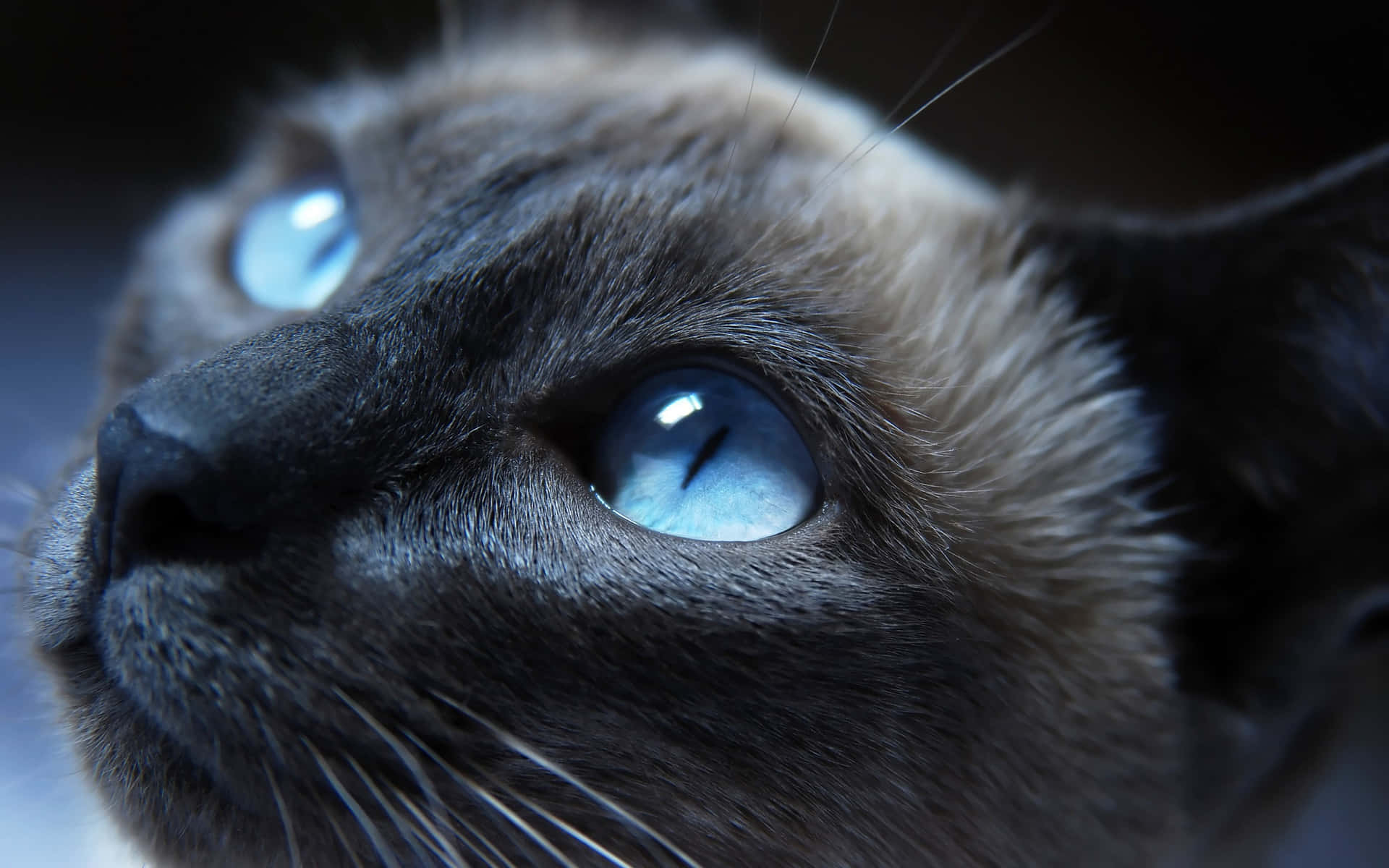 A Siamese Cat With Blue Eyes Looking Up