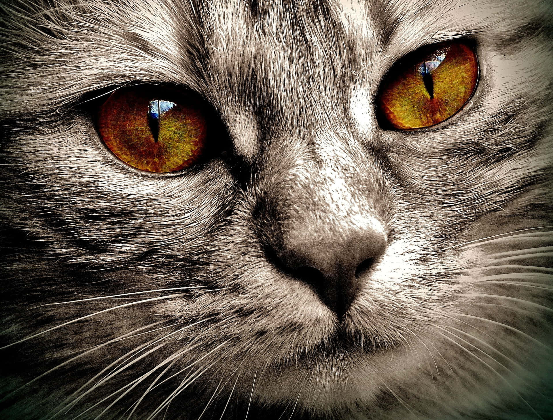 A Cat With Orange Eyes