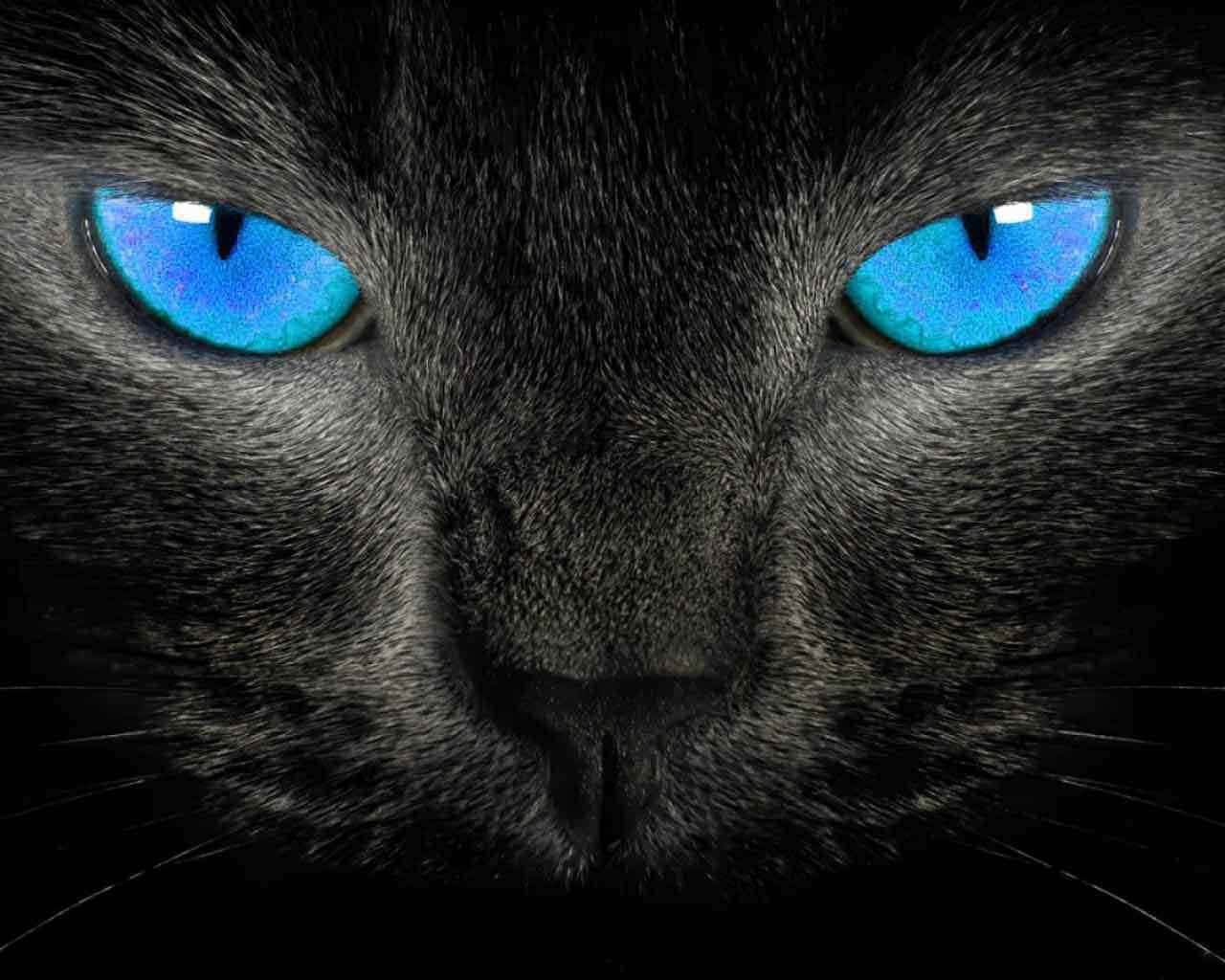 Amirala Bellezza Degli Occhi Di Un Gatto
