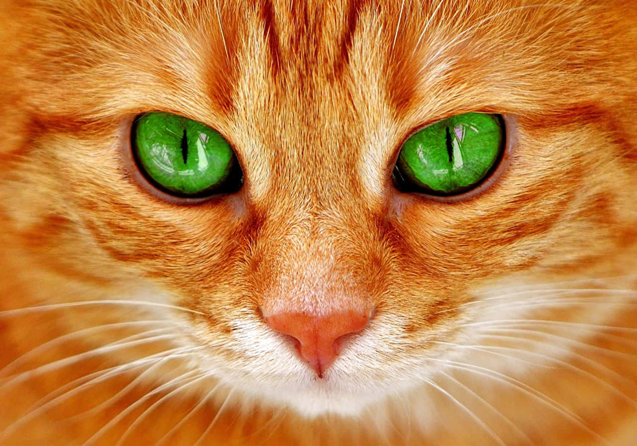 A Cat With Green Eyes