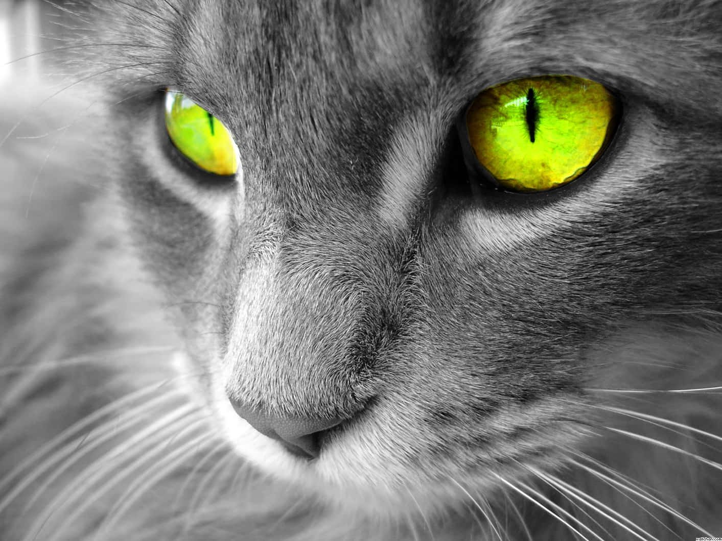 "Gorgeous Cat Eyes"