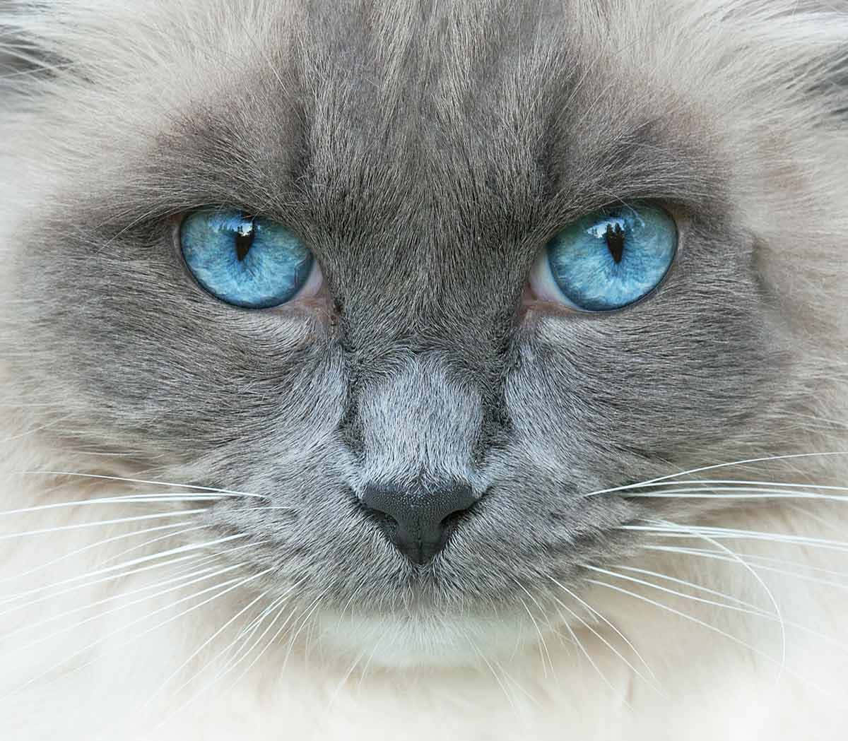 A Cat With Blue Eyes Is Looking At The Camera