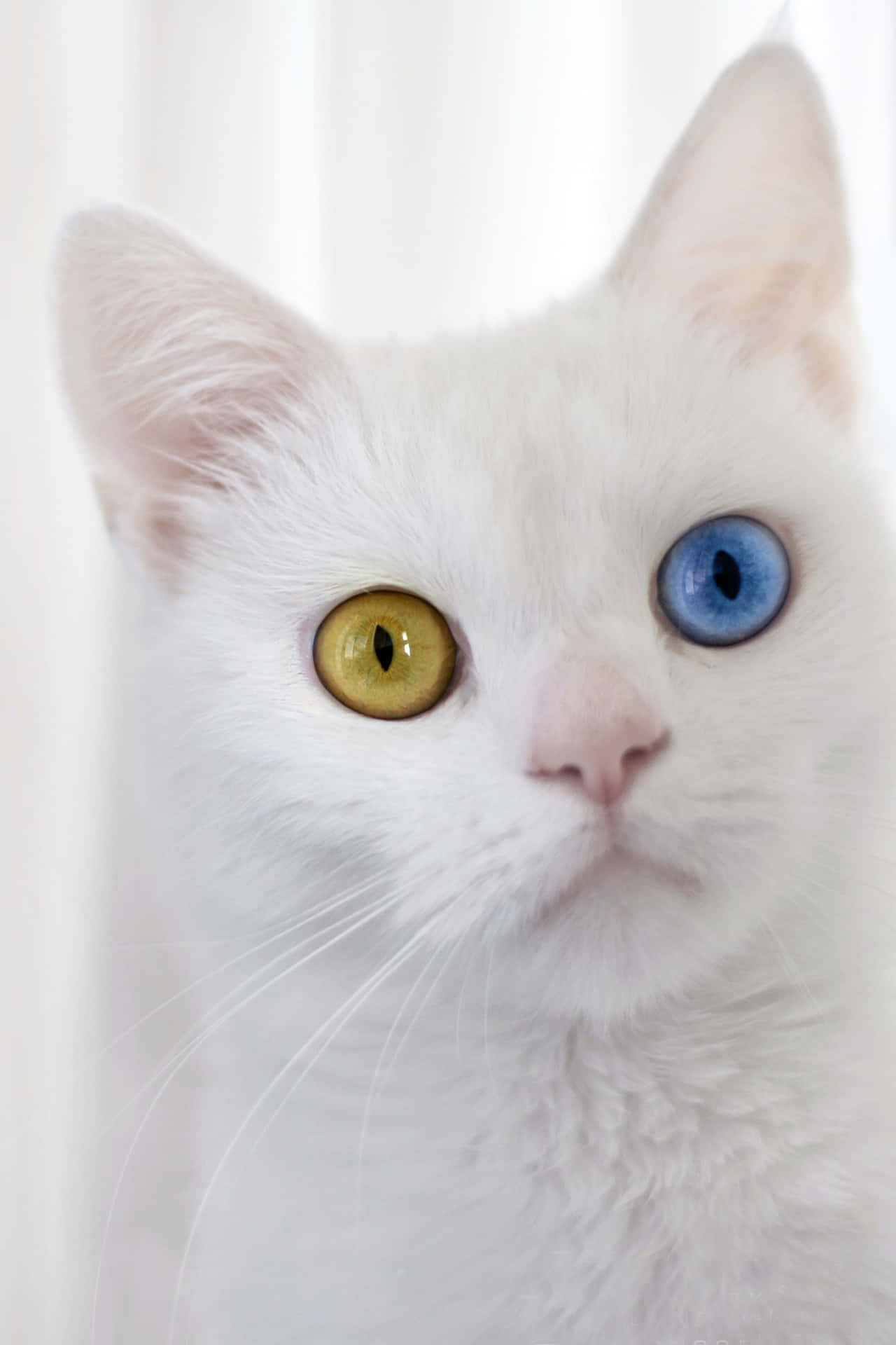 Guardandoattraverso Gli Occhi Intensi Del Gatto