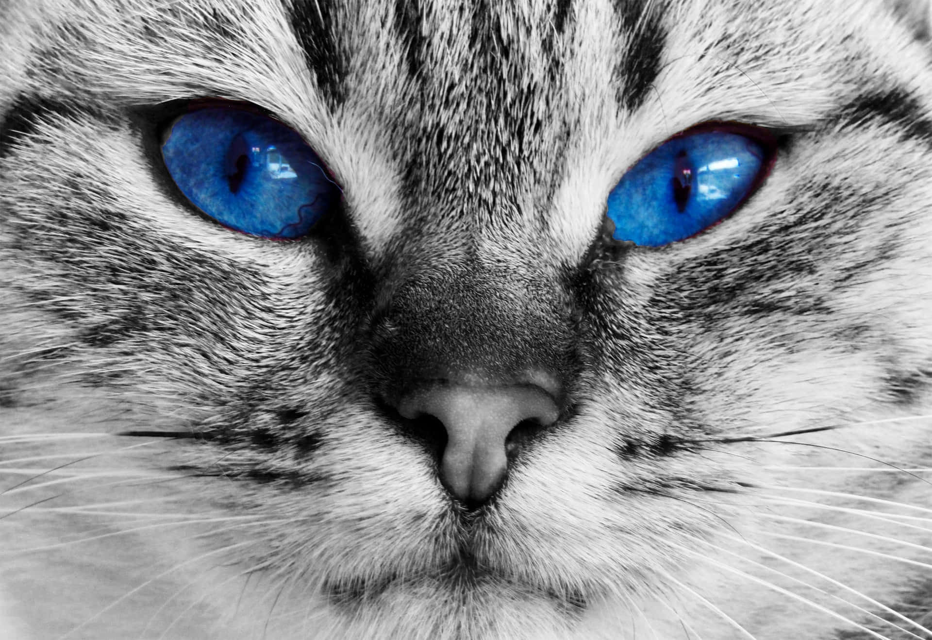 Verdeilluminante - Gli Occhi Di Un Gatto