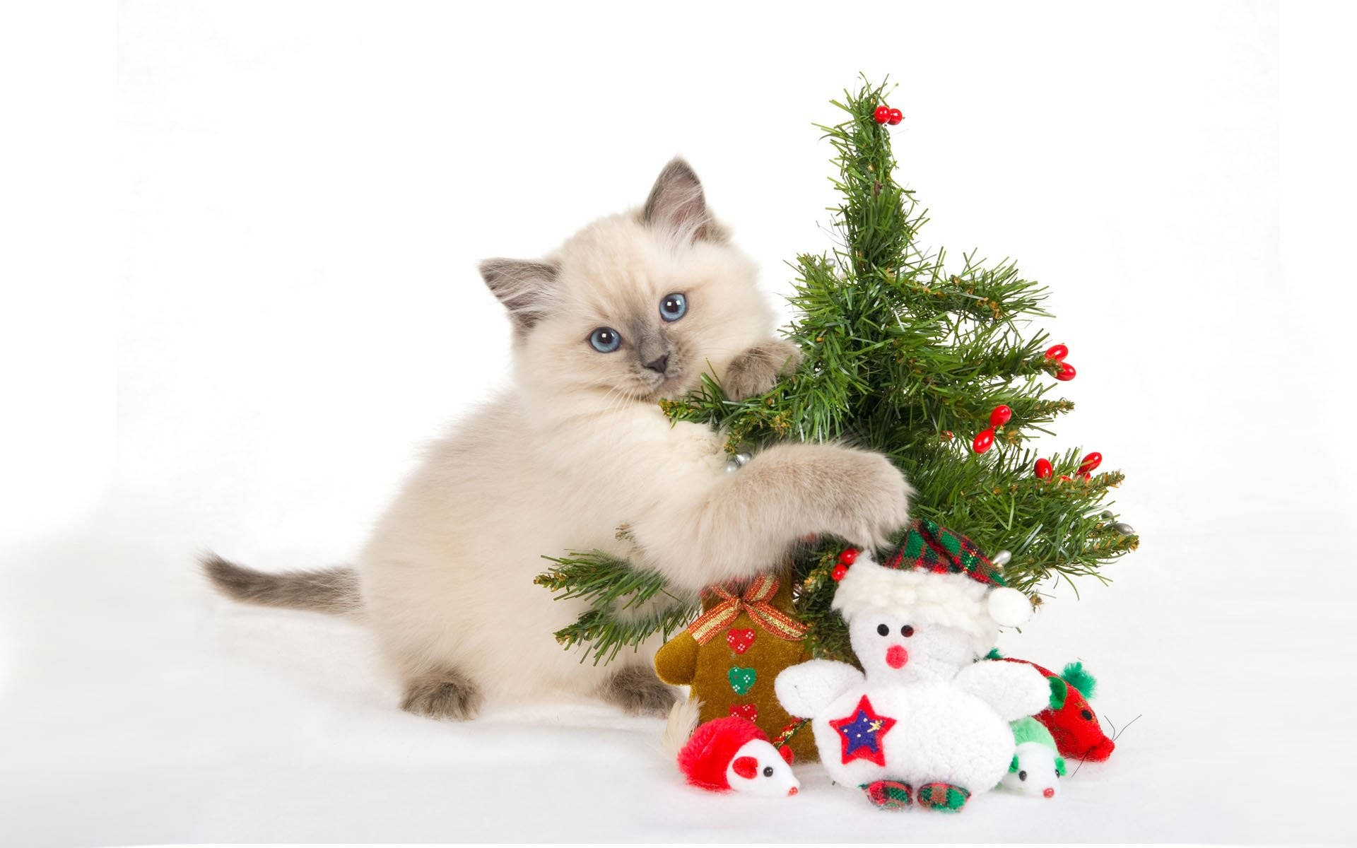 Cat Hugging Christmas Tree Funny Christmas Background