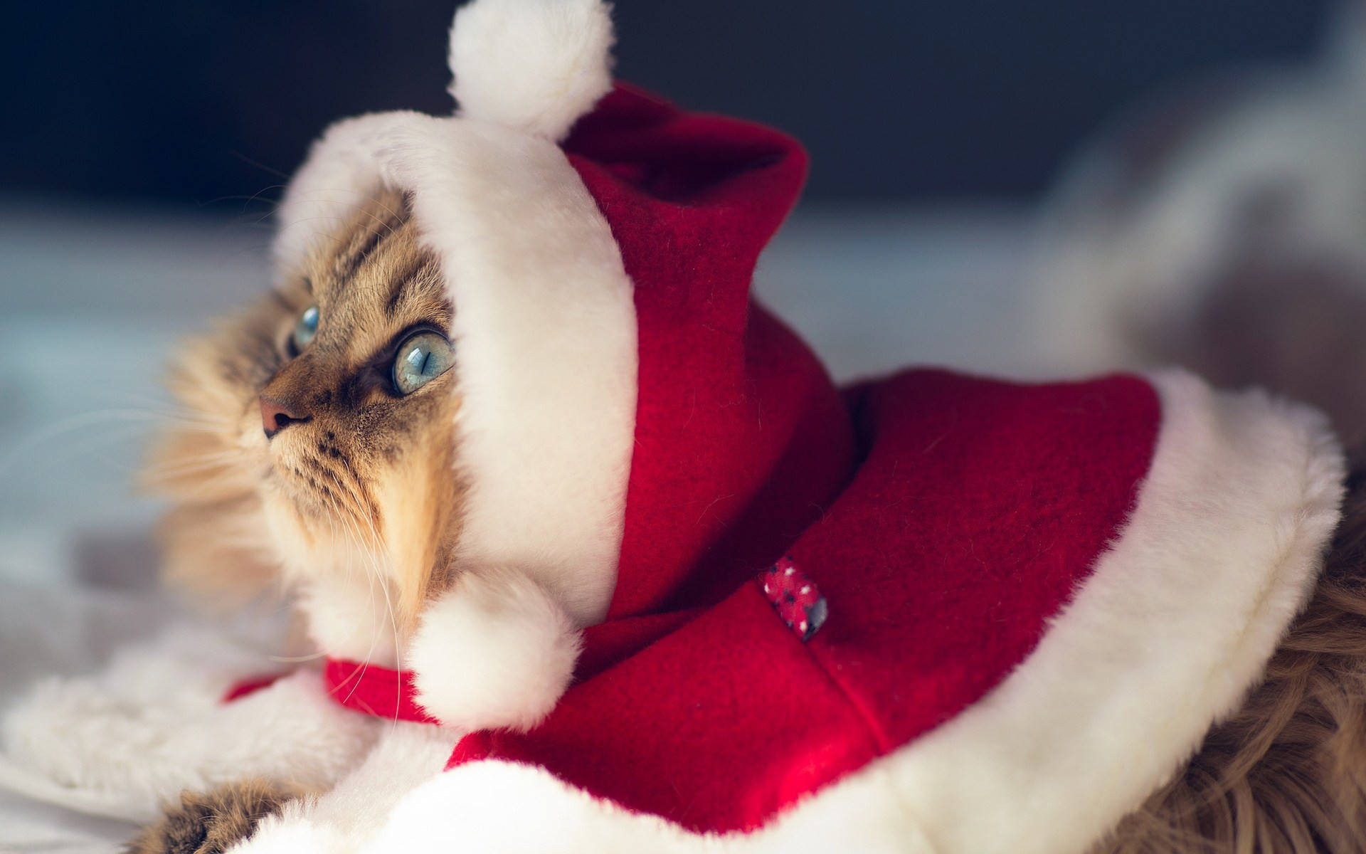 Cat In Santa Outfit Funny Christmas Wallpaper