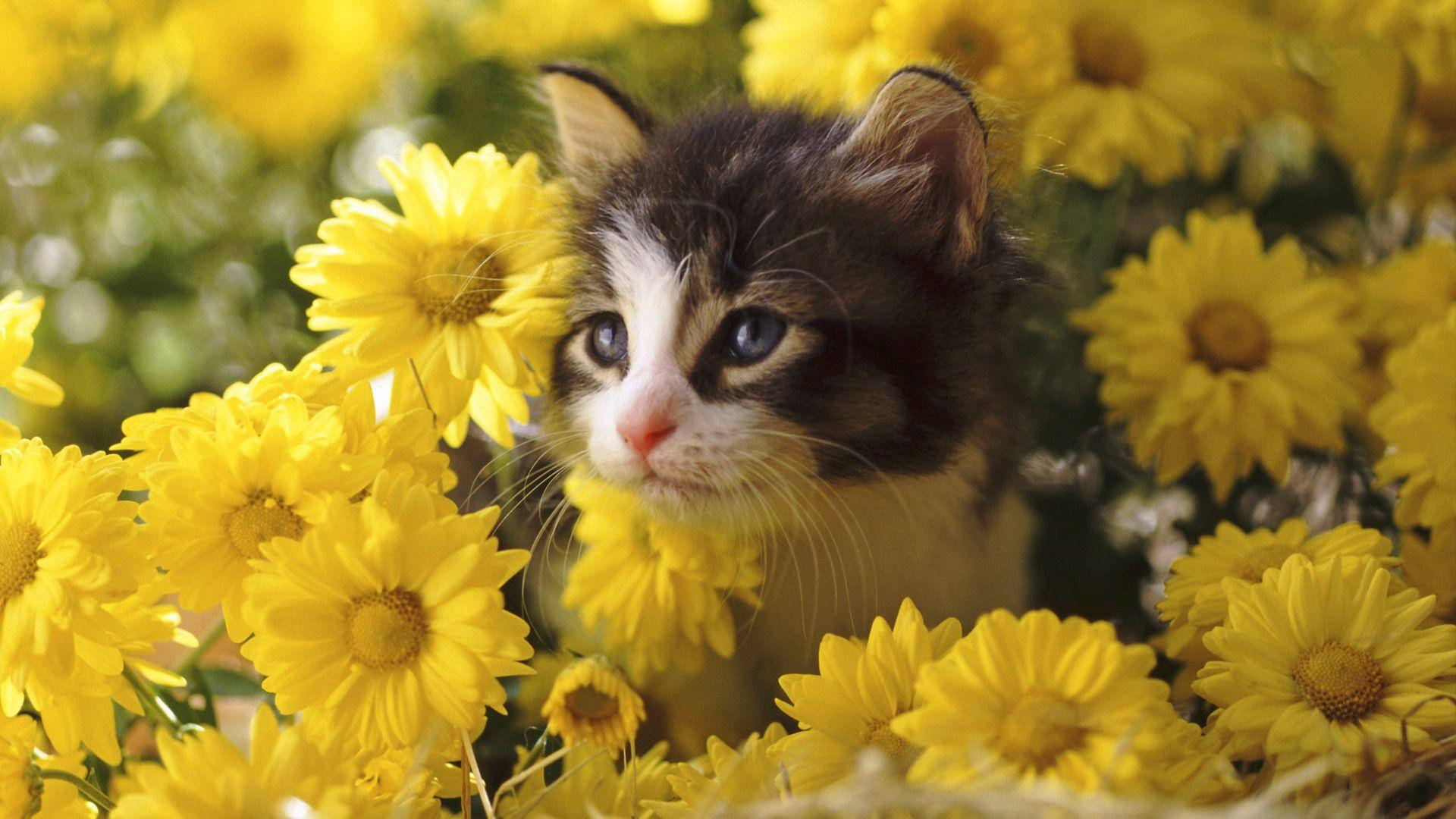 Gatto In Bunga Giallo Sfondo
