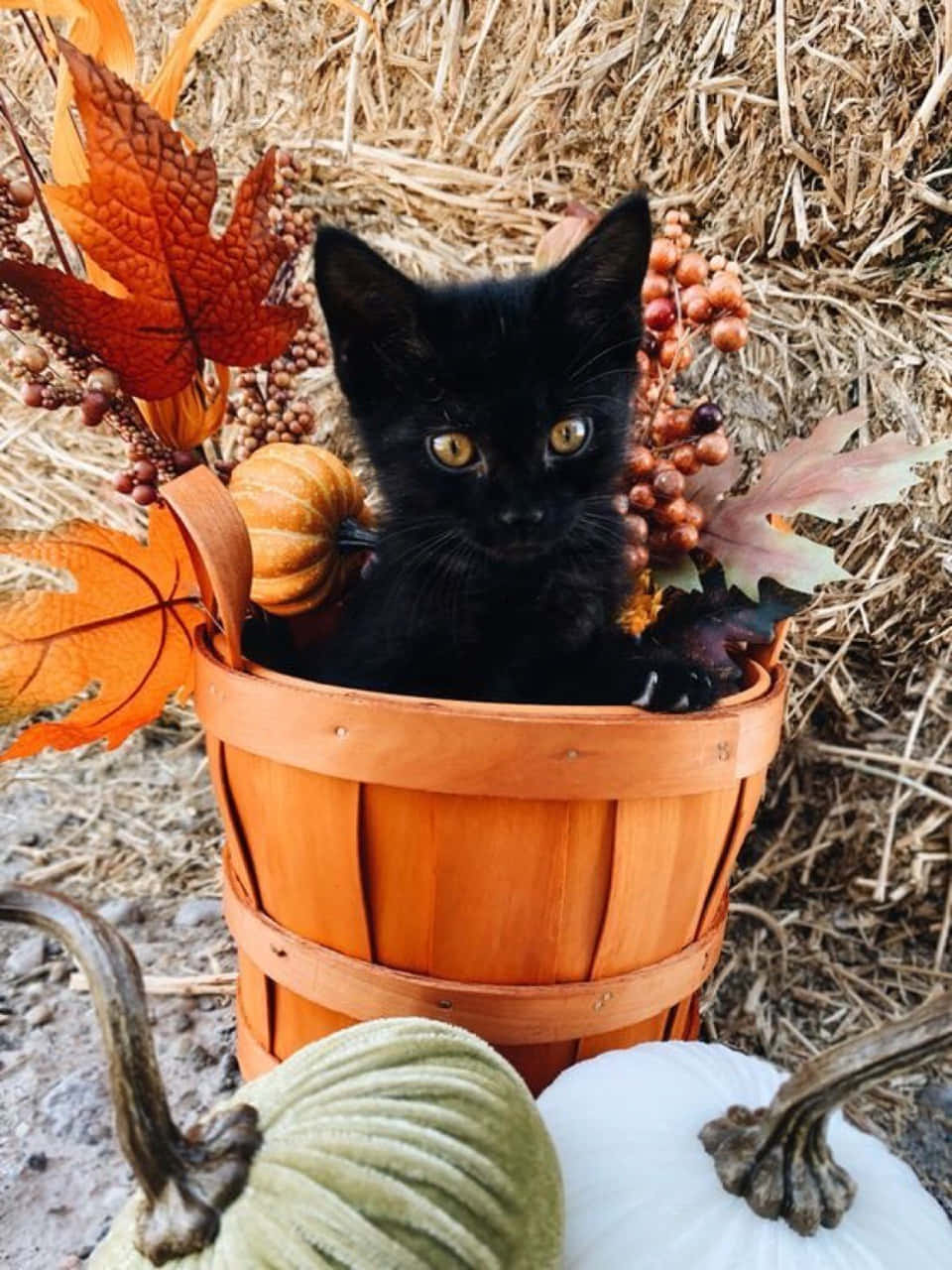 Cat Inside A Bucket Aesthetic Autumn Halloween Wallpaper