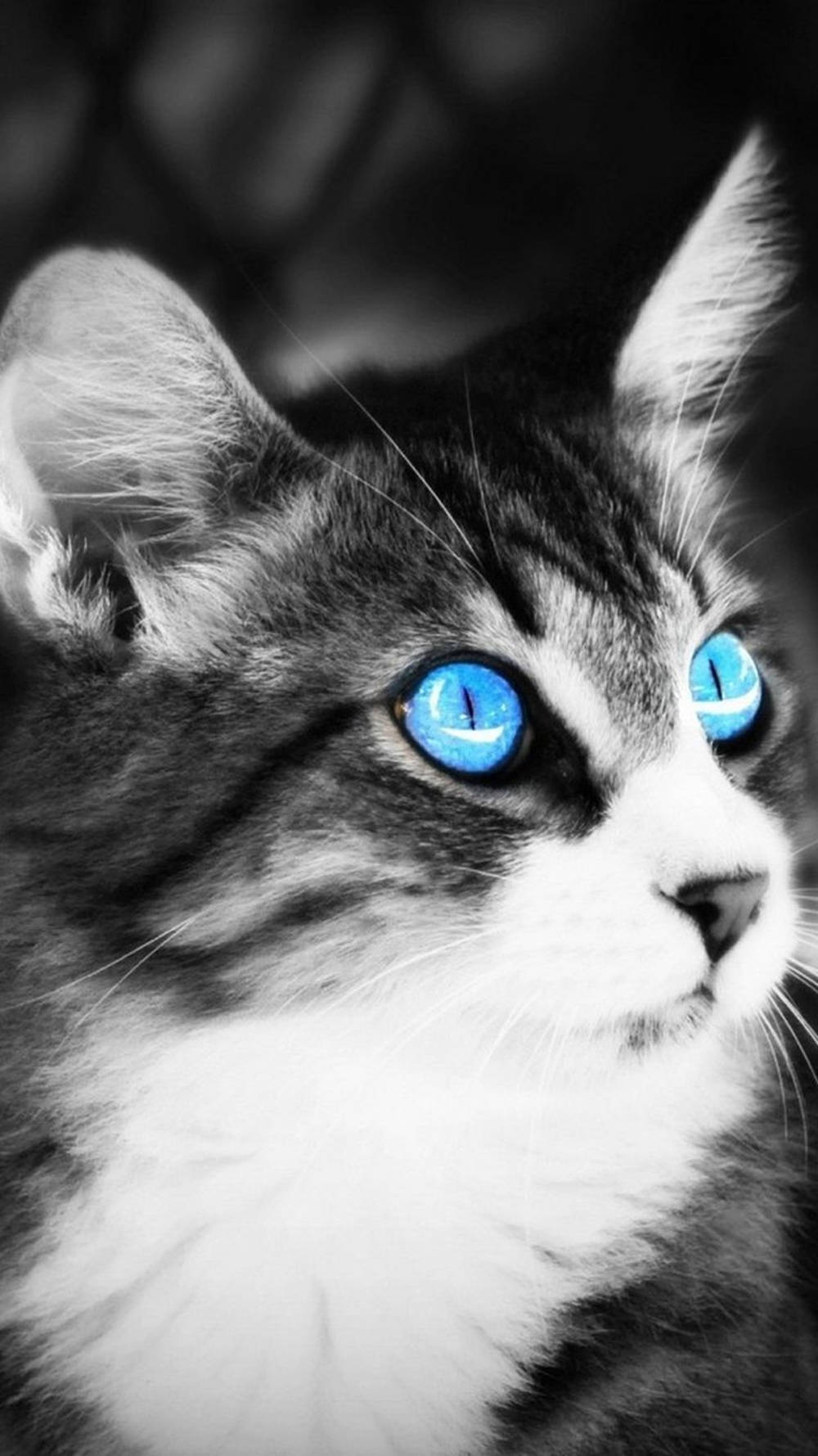 Cat Iphone Ojos Azules Blue Eyes Background