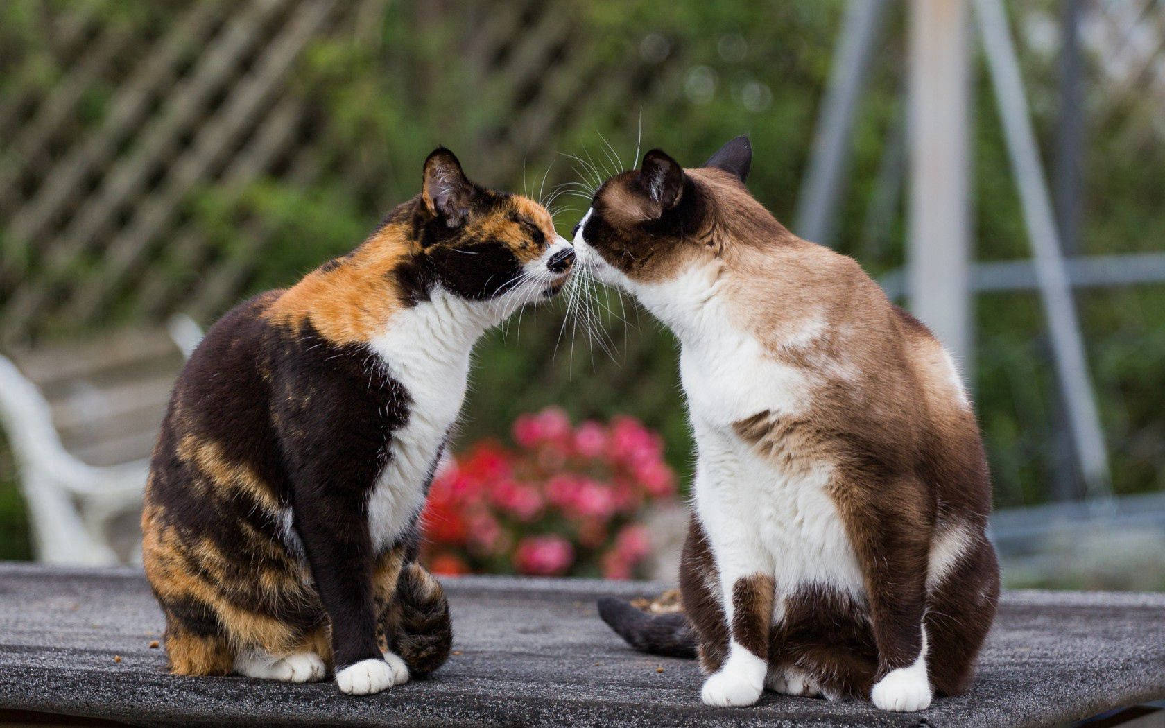 Cat Kissing