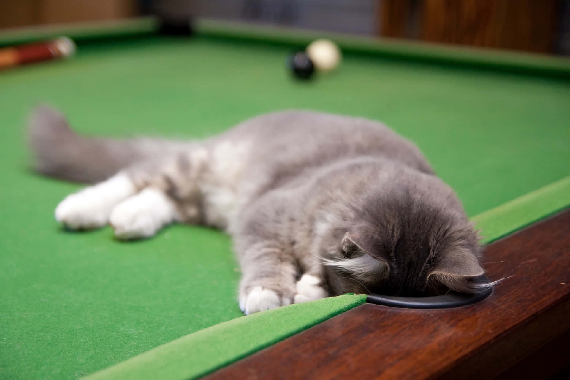 Cat Lying On Pool Table Background